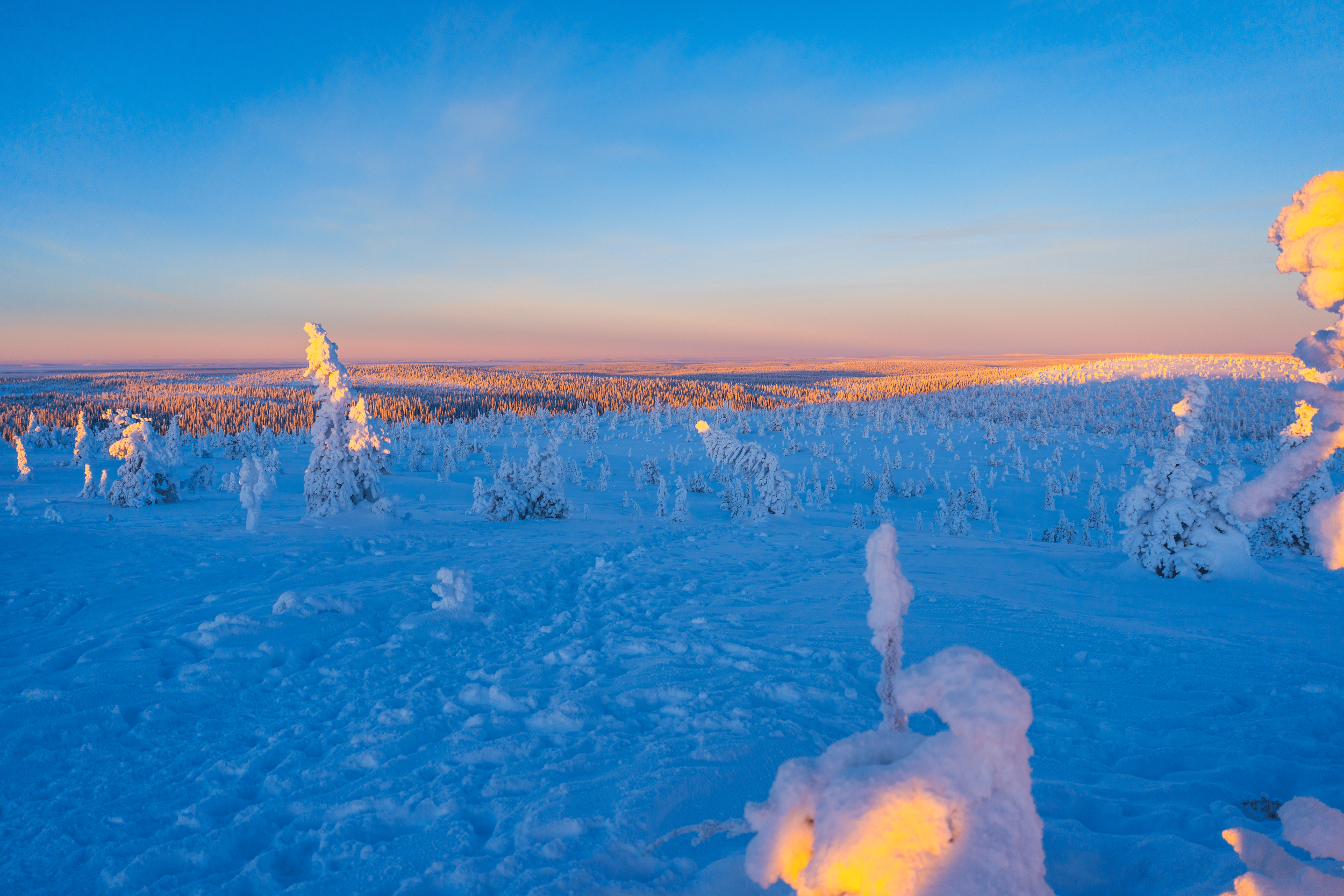 Paisaje de un campo cubierto de nieve con árboles nevados, al atardecer, con el cielo azul y nubes rosadas