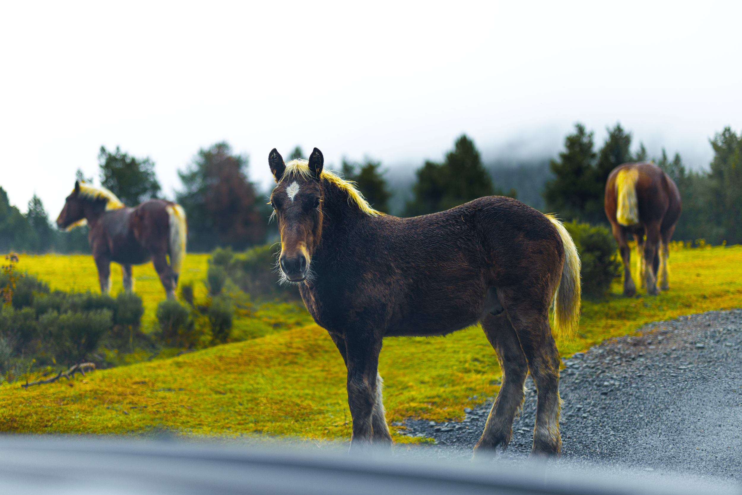 Caballo marrón con melena rubia en un campo con otros caballos en el fondo.