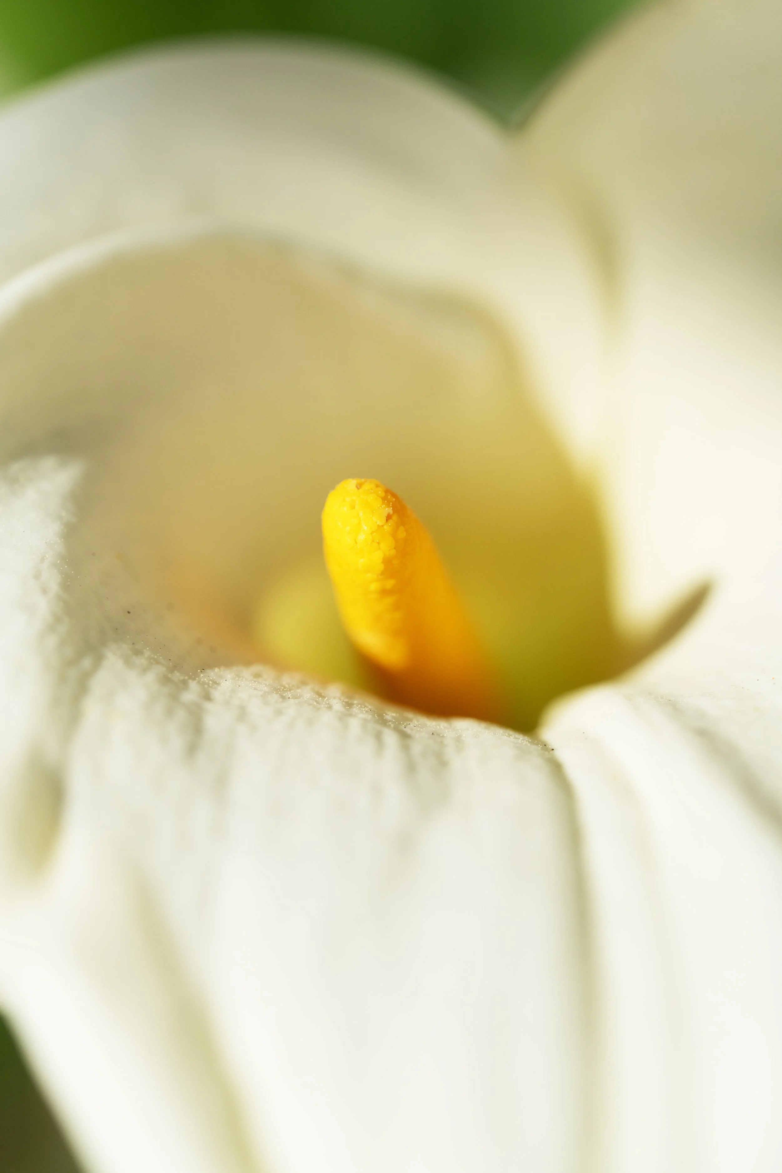 Primera plano de la cúpula de una flor blanca, con un estigma amarillo en el centro y pétalos suaves.