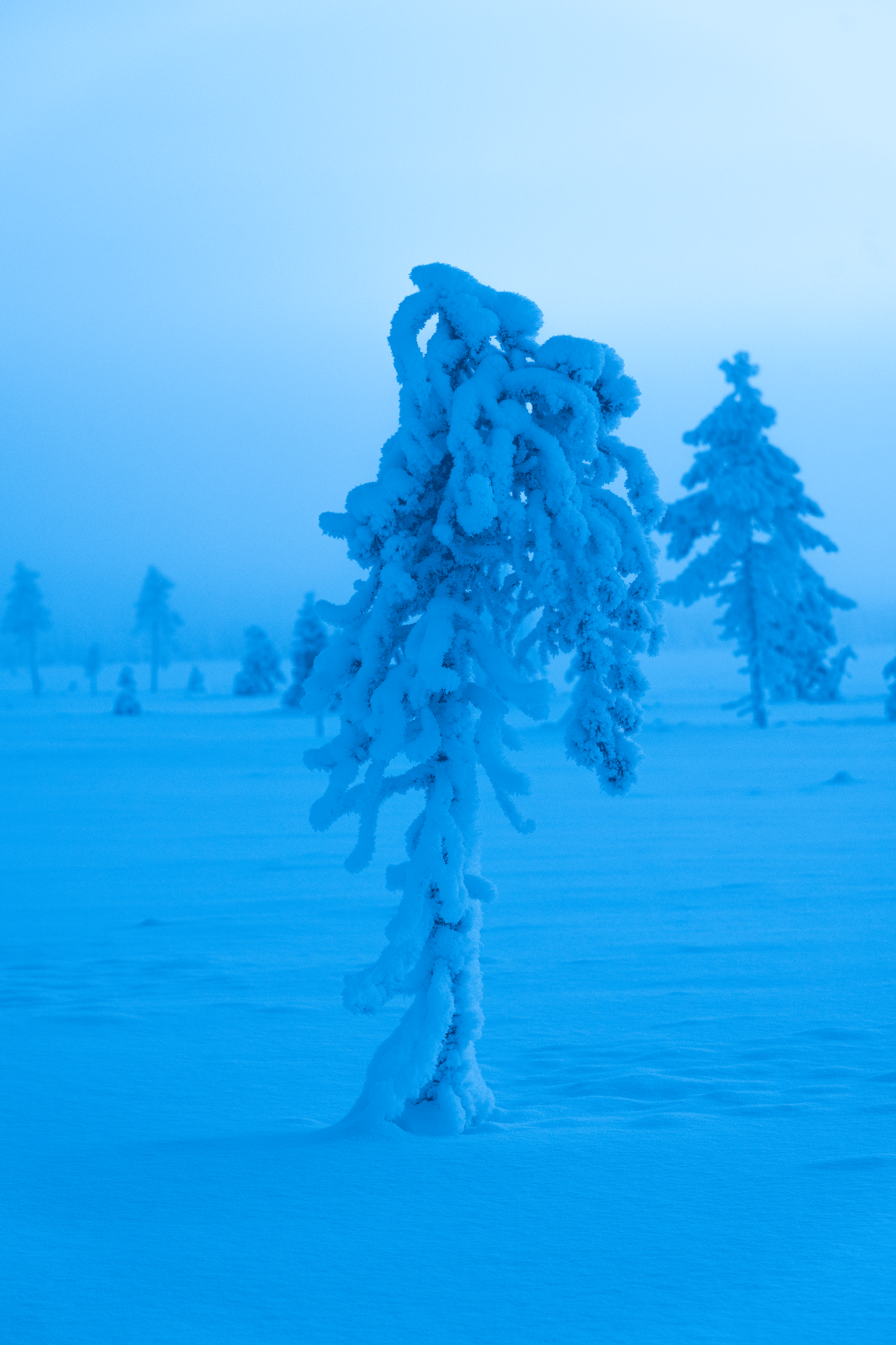árbol con ramas cubiertas de nieve en un paisaje invernal con más árboles en la distancia