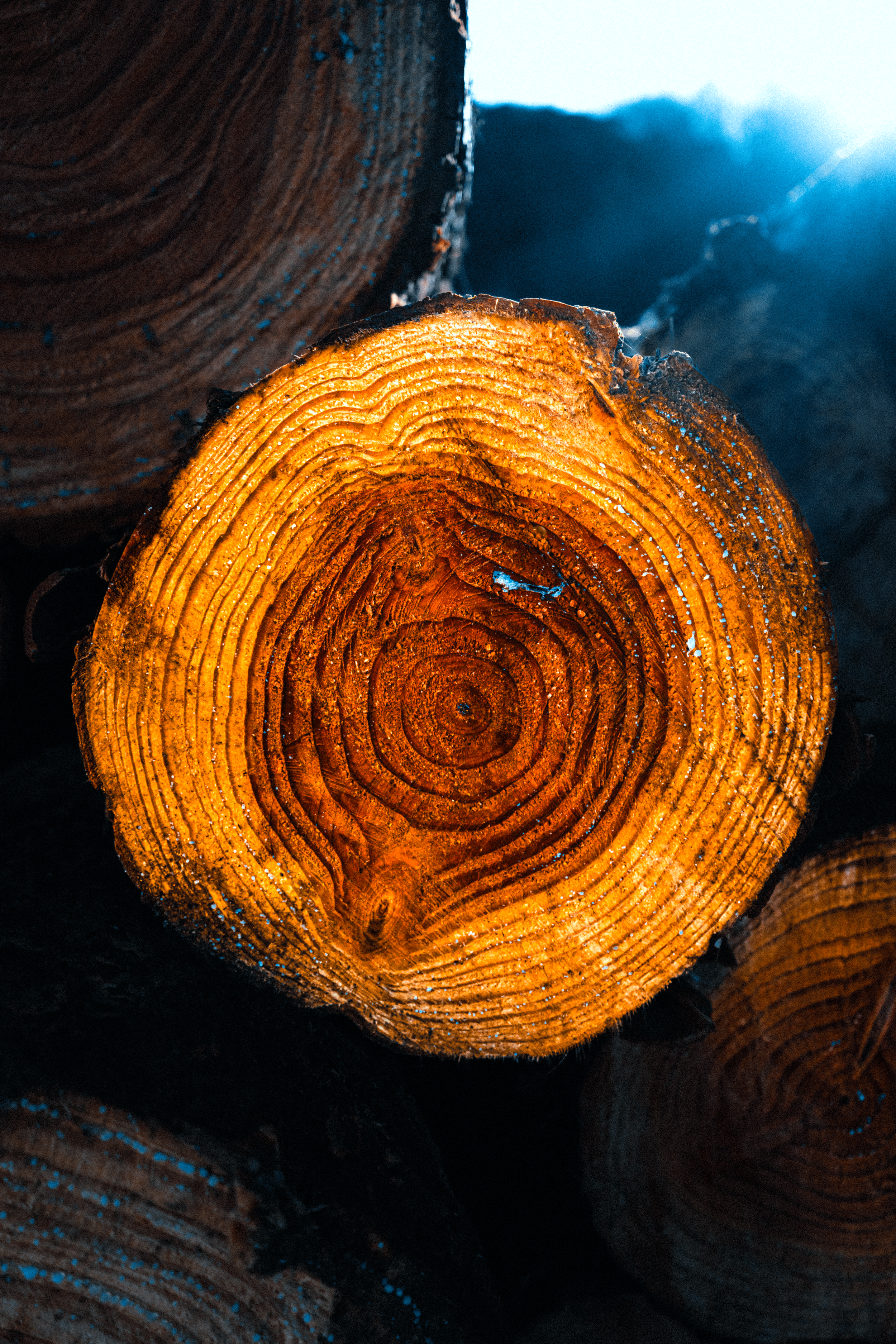 Vista cercana de un tronco de árbol cortado, con anillos de crecimiento visibles y luz brillante desde atrás.