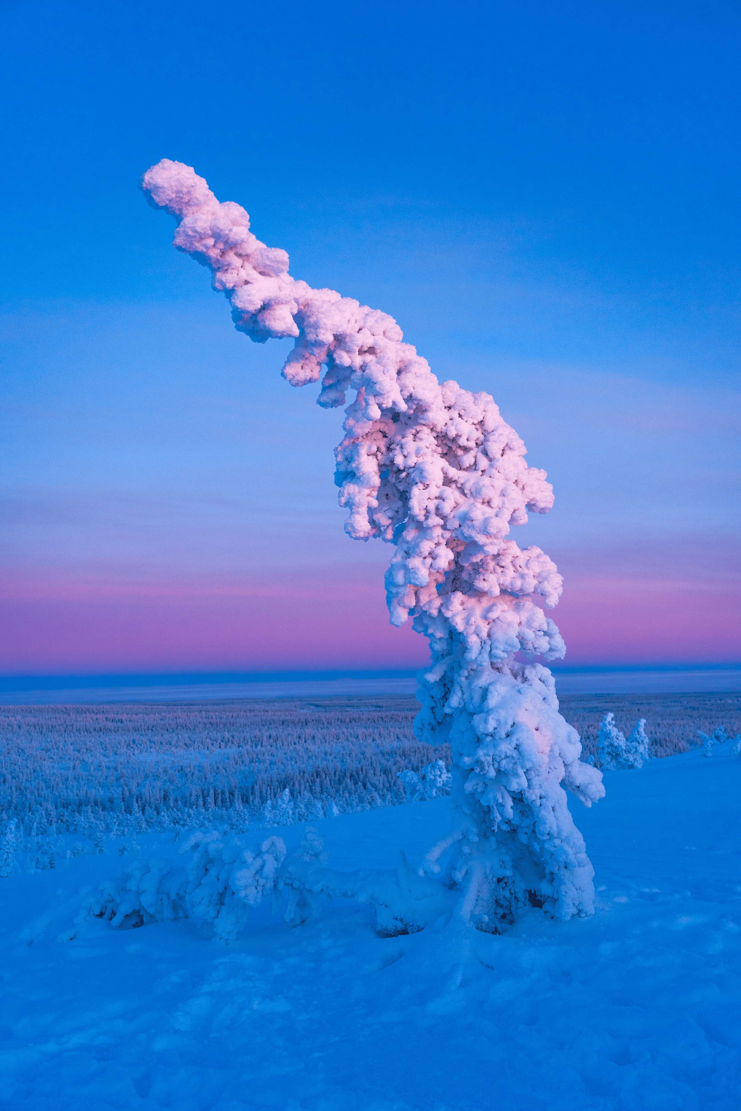 Nieve y hielo en un paisaje con un árbol cubierto completamente de nieve y hielo, y un cielo con colores rosados y azules, en un atardecer en invierno.
