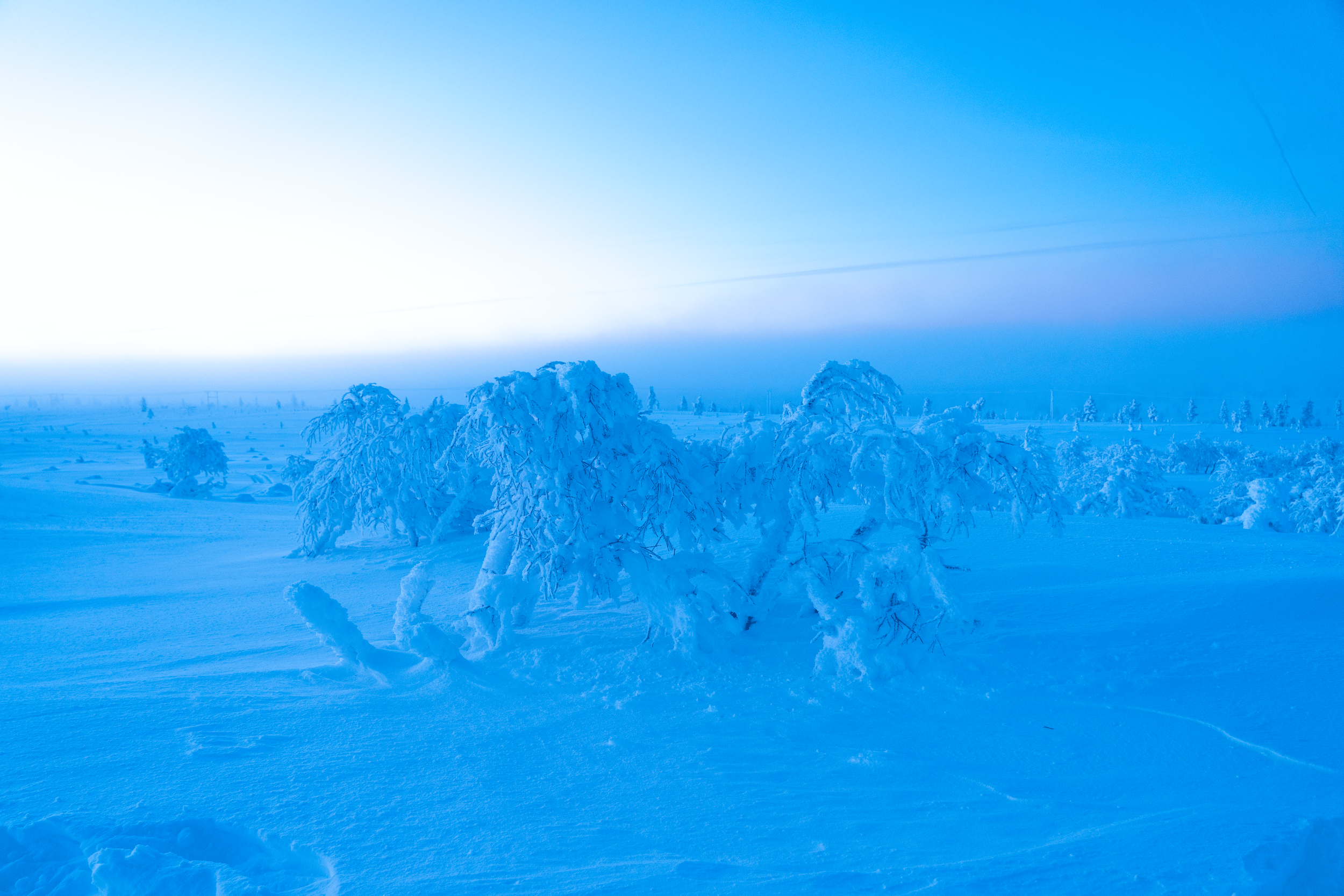 Paisaje invernal con árboles cubiertos de nieve bajo un cielo azul, en un campo extenso.