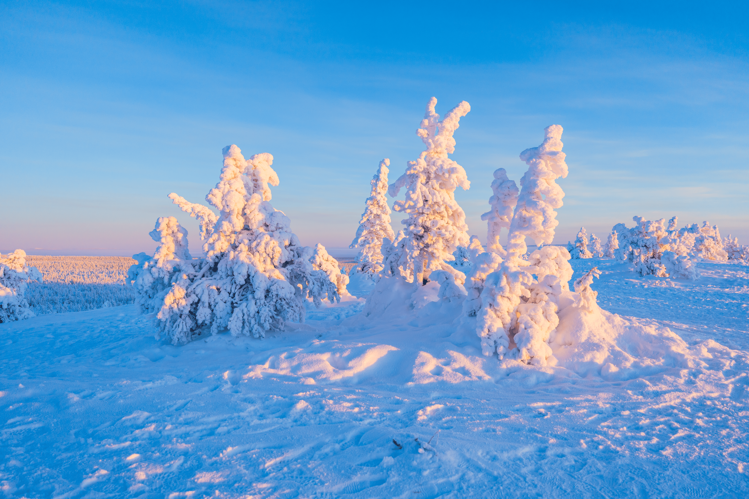Árboles cubiertos de nieve en un paisaje de invierno con cielo azul y soleado.