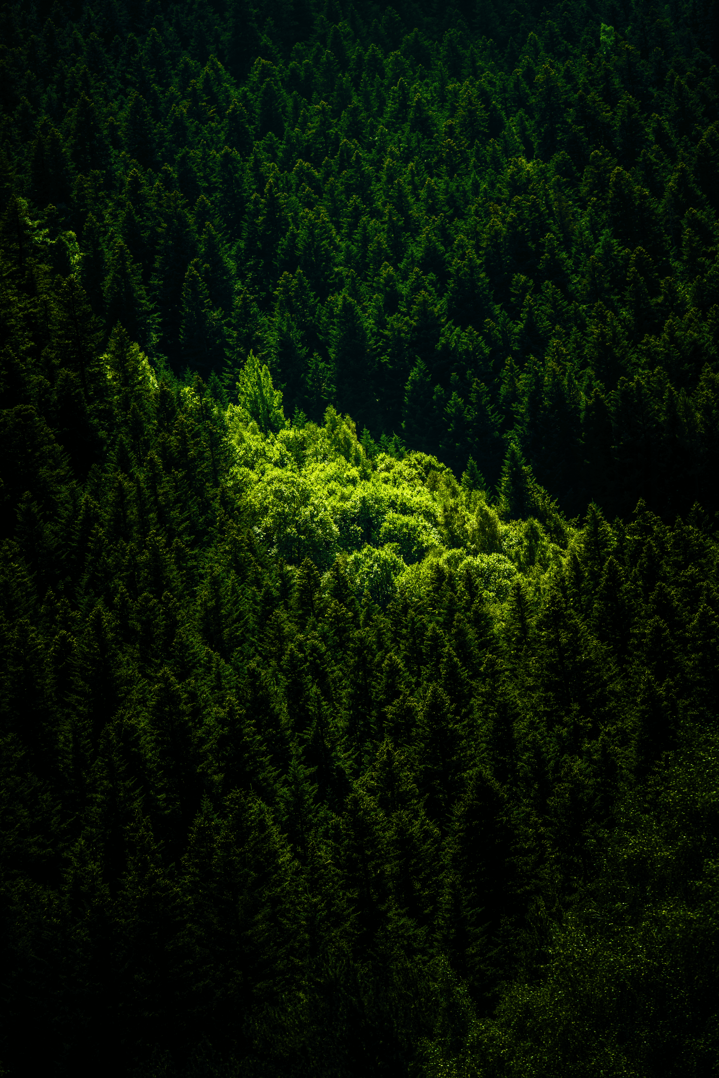Bosque de árboles con diferentes tonalidades de verde y densidad variable de follaje.