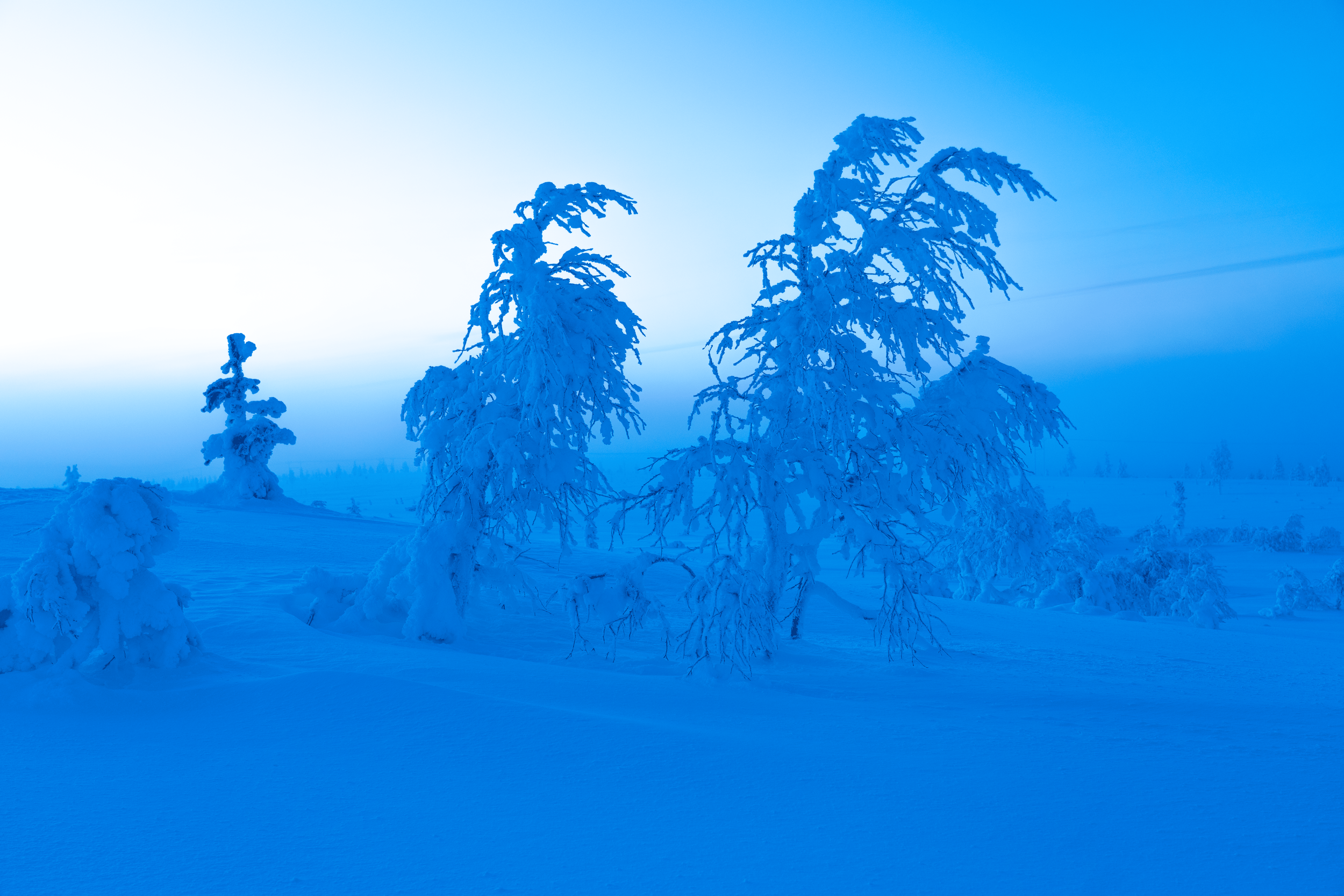 Árboles cubiertos de nieve en un paisaje invernal con cielo nublado