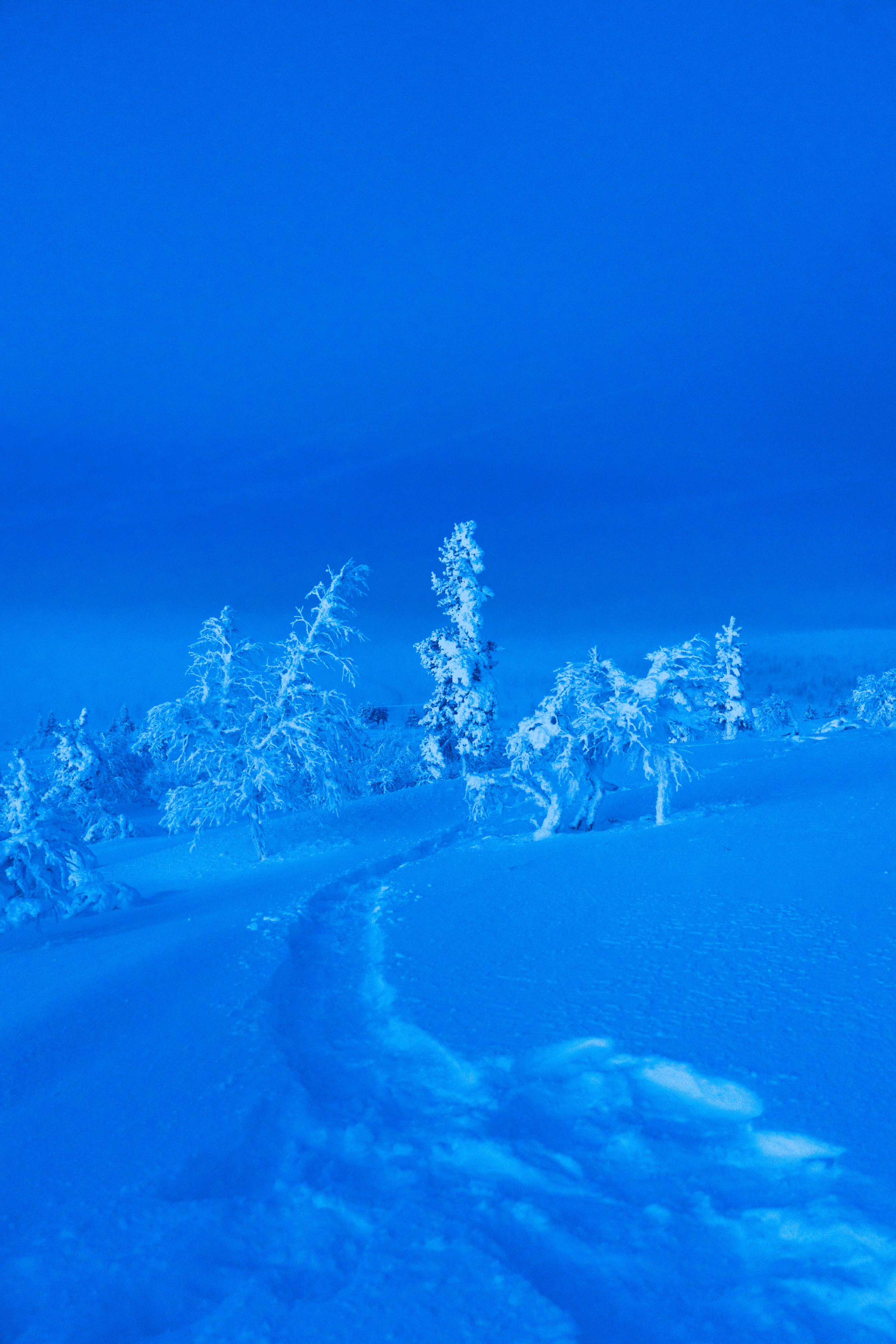 paisaje invernal con árboles cubiertos de nieve y huellas en la nieve bajo un cielo azul