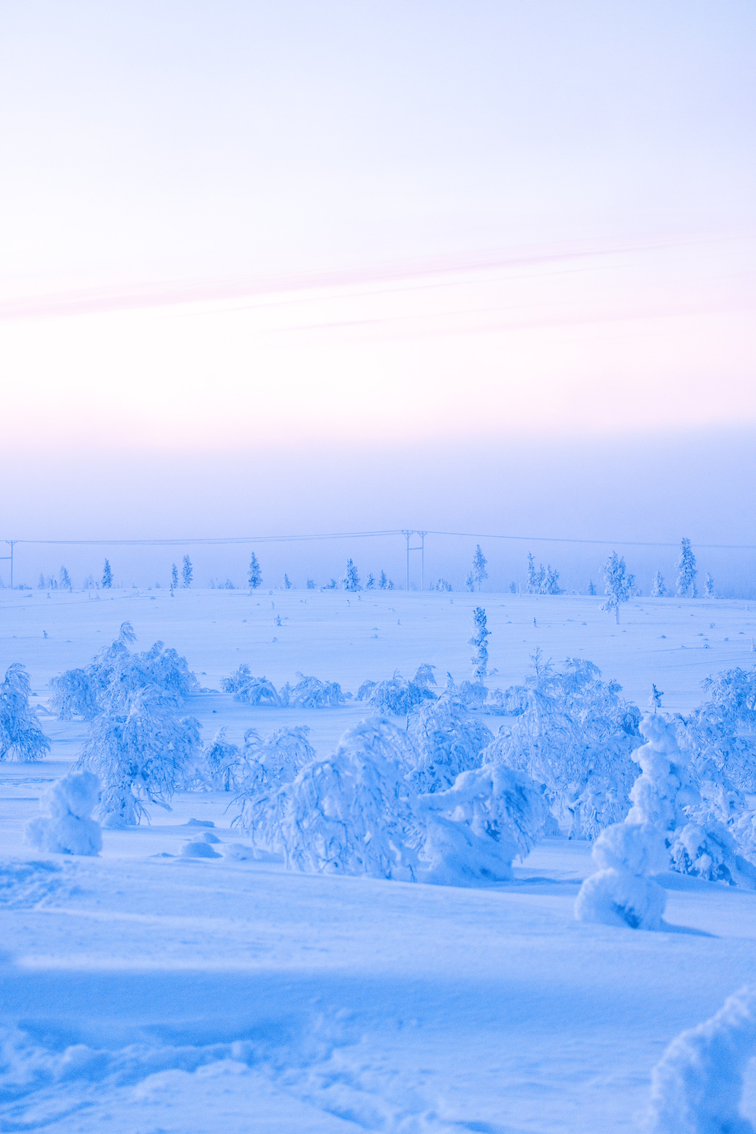 Paisaje nevado con árboles cubiertos de nieve y un cielo claro con tonos pastel.