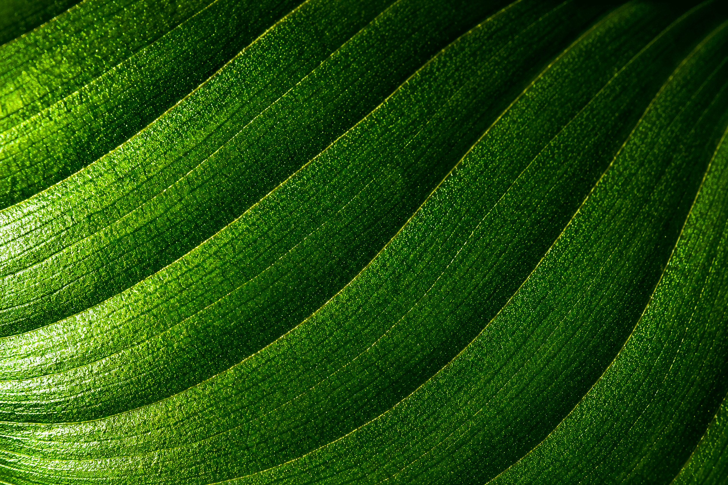 Primer plano de una hoja verde con detalles de textura y venas visibles.