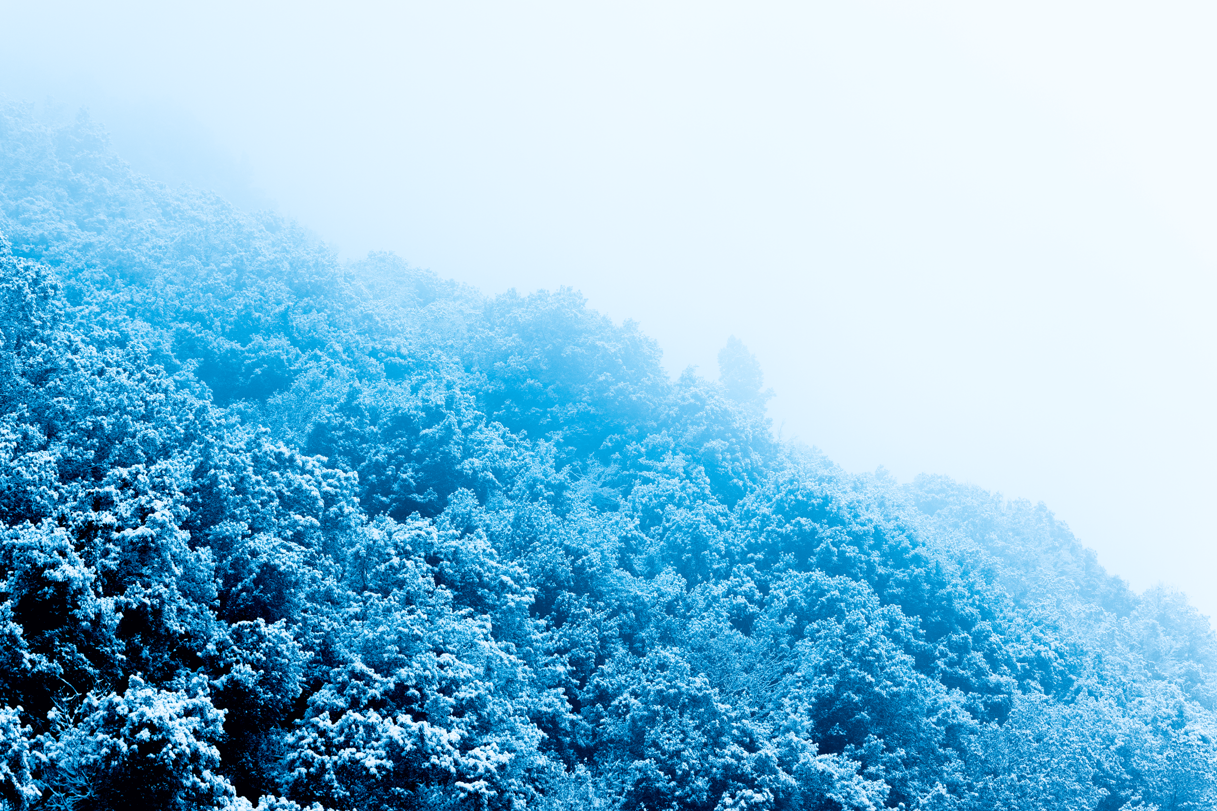 Montaña cubierta de nieve y árboles en la niebla