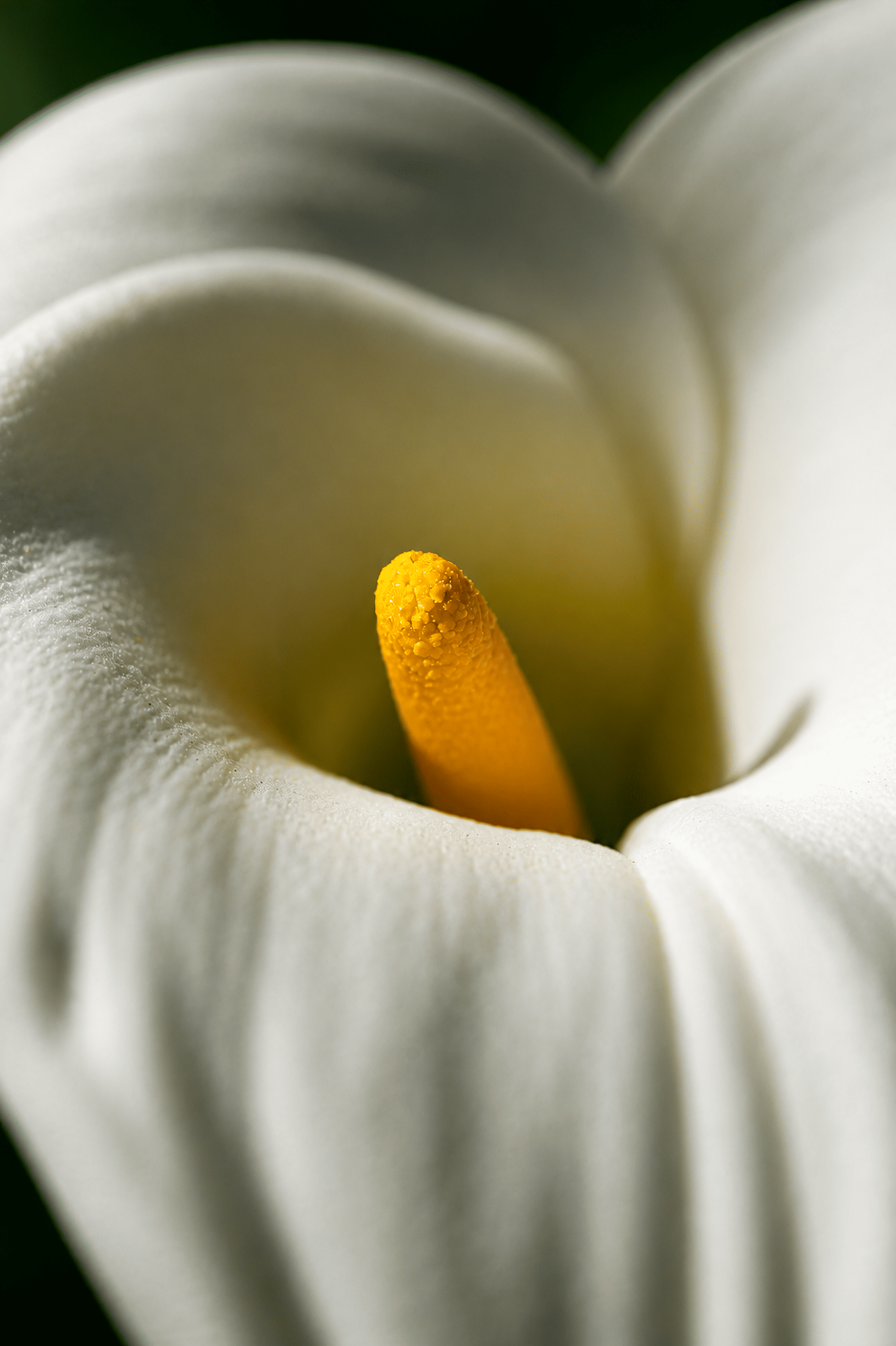 Primer plano de una flor blanca con pétalos suaves y un estigma amarillo en el centro.