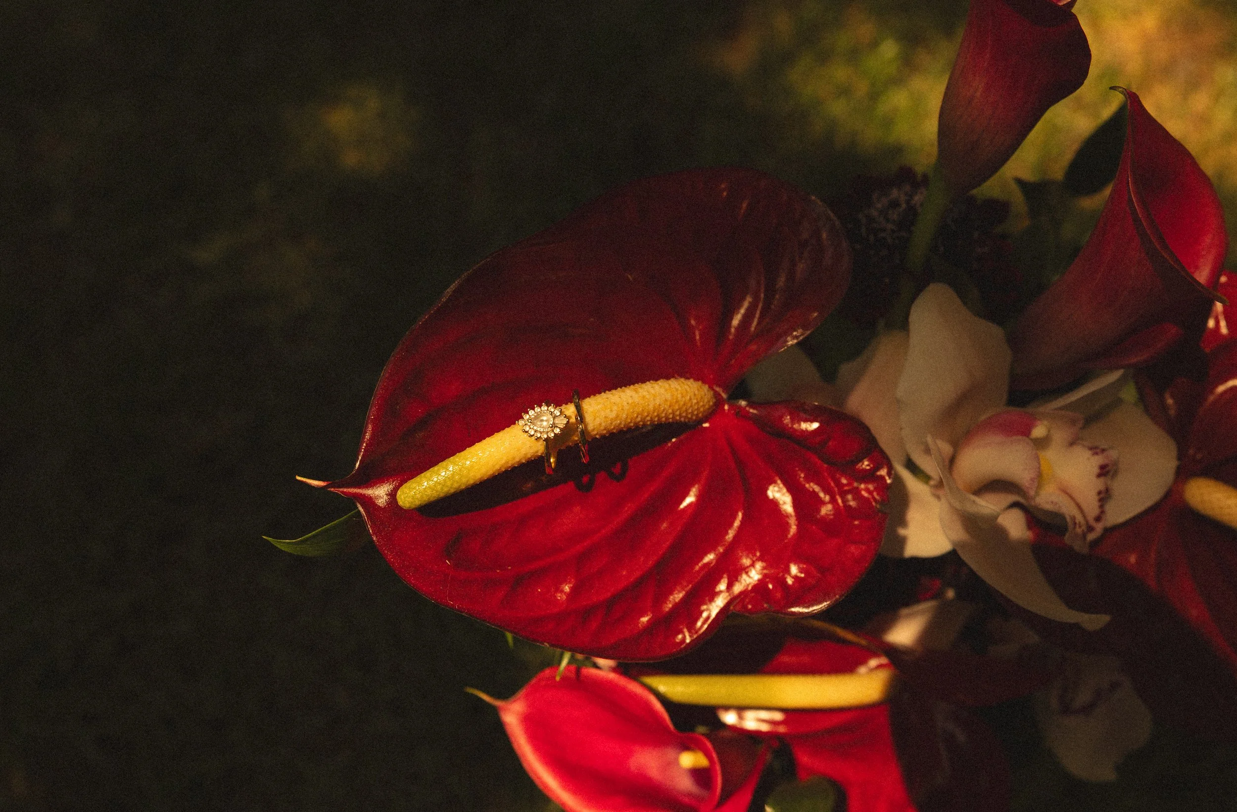 red flower with ring