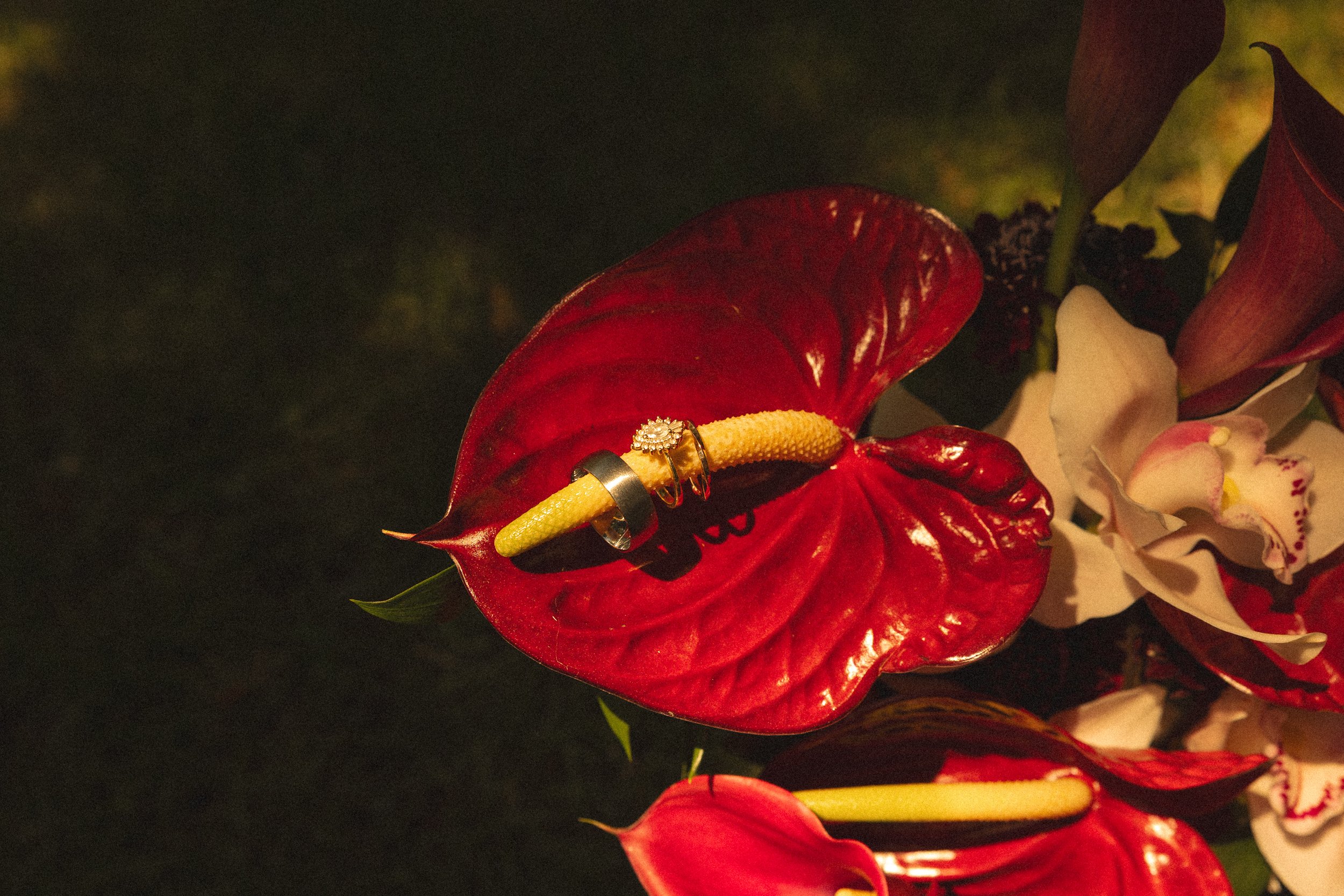 red flowers with rings