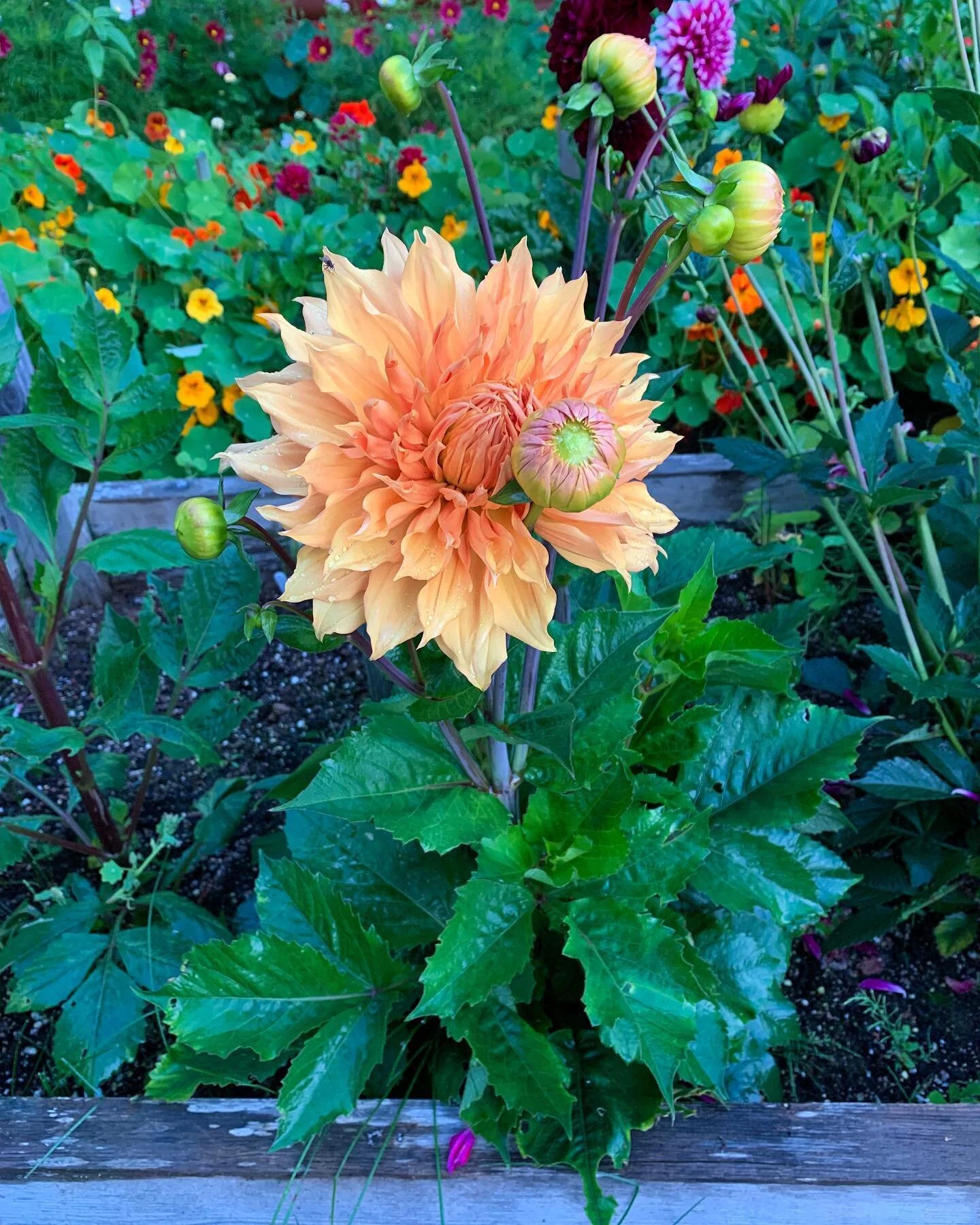 In celebration of small business Saturday, I wanted to put a really valuable resource out there for your dahlia tubers! dahliaaddicts.com has a huge database of different varieties. Small dahlia farms across the entire US are on here! This is so so s