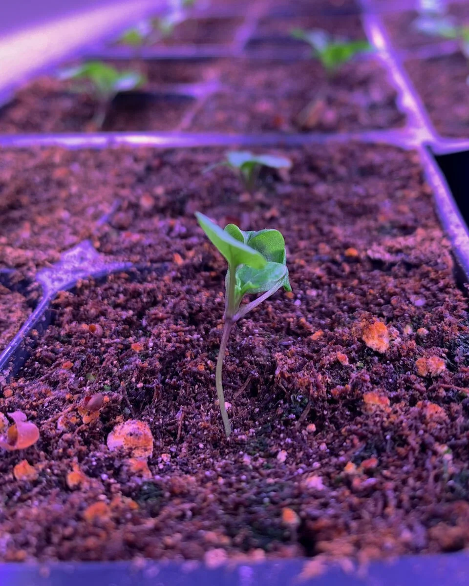 I&rsquo;ve been testing out some pansy/viola seeds recently. I love the idea of having a small supply of edible flowers, and pansies/violas are the top of my list for an edible variety to grow. Marigolds and bachelor buttons are great and all, but th