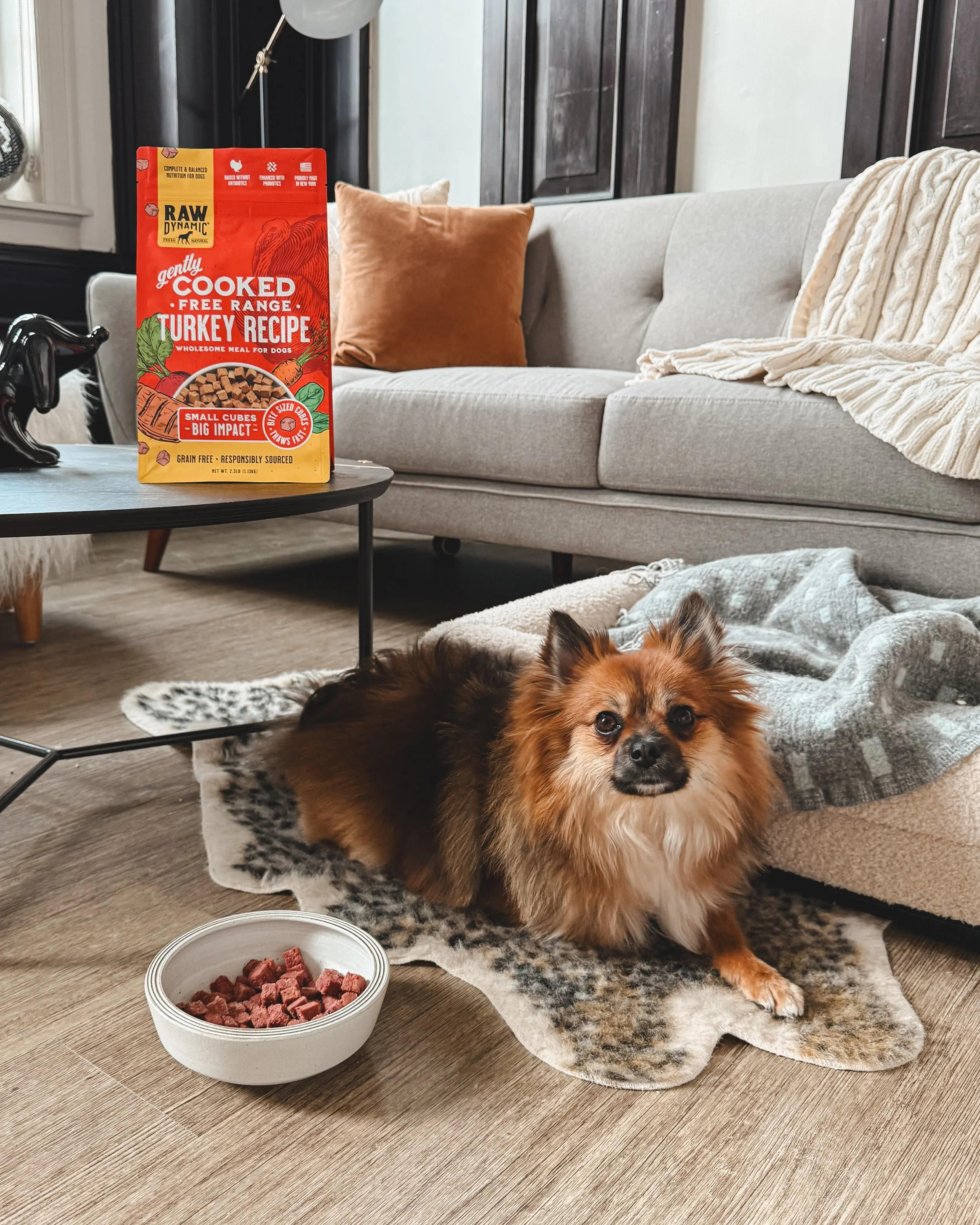 A small dog lying on a leopard print rug next to a bowl of dog food in a living room with a gray sofa, orange and beige pillows, a gray blanket, and a black coffee table with a bag of turkey dog food on it.