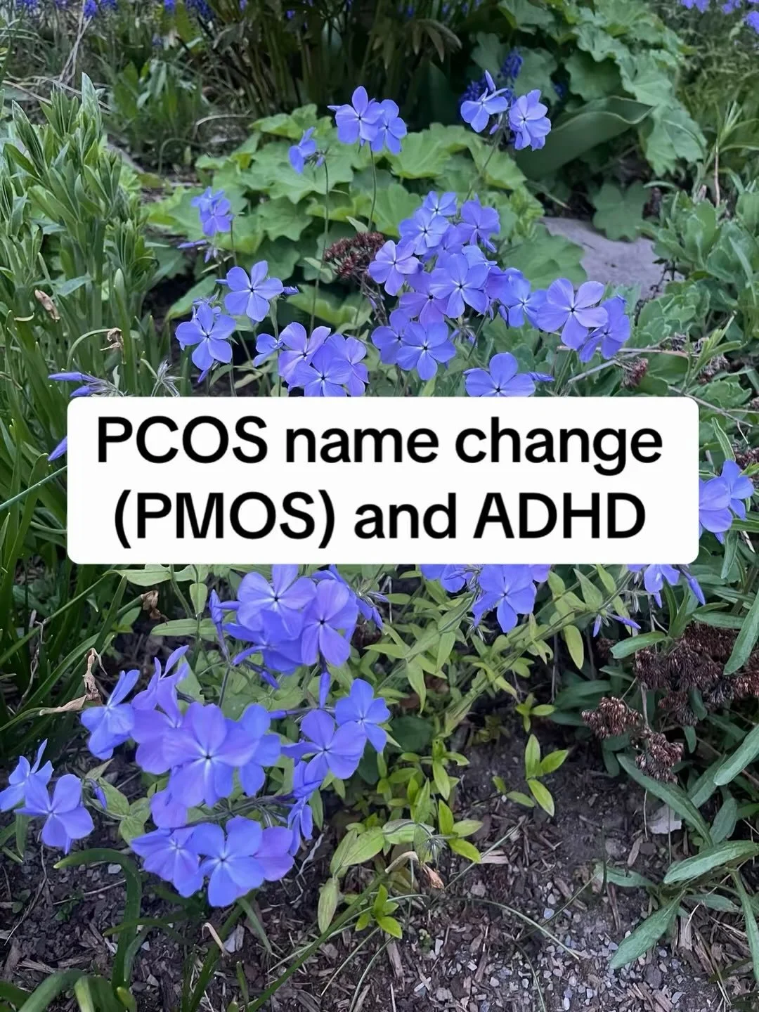 1/8 women have PCOS (now called PMOS) and 3-5% of the population has ADHD. There&rsquo;s a huge overlap of people who have both PMOS/PCOS and ADHD but extremely little support for this population. Post is about why I think the name change is a move i