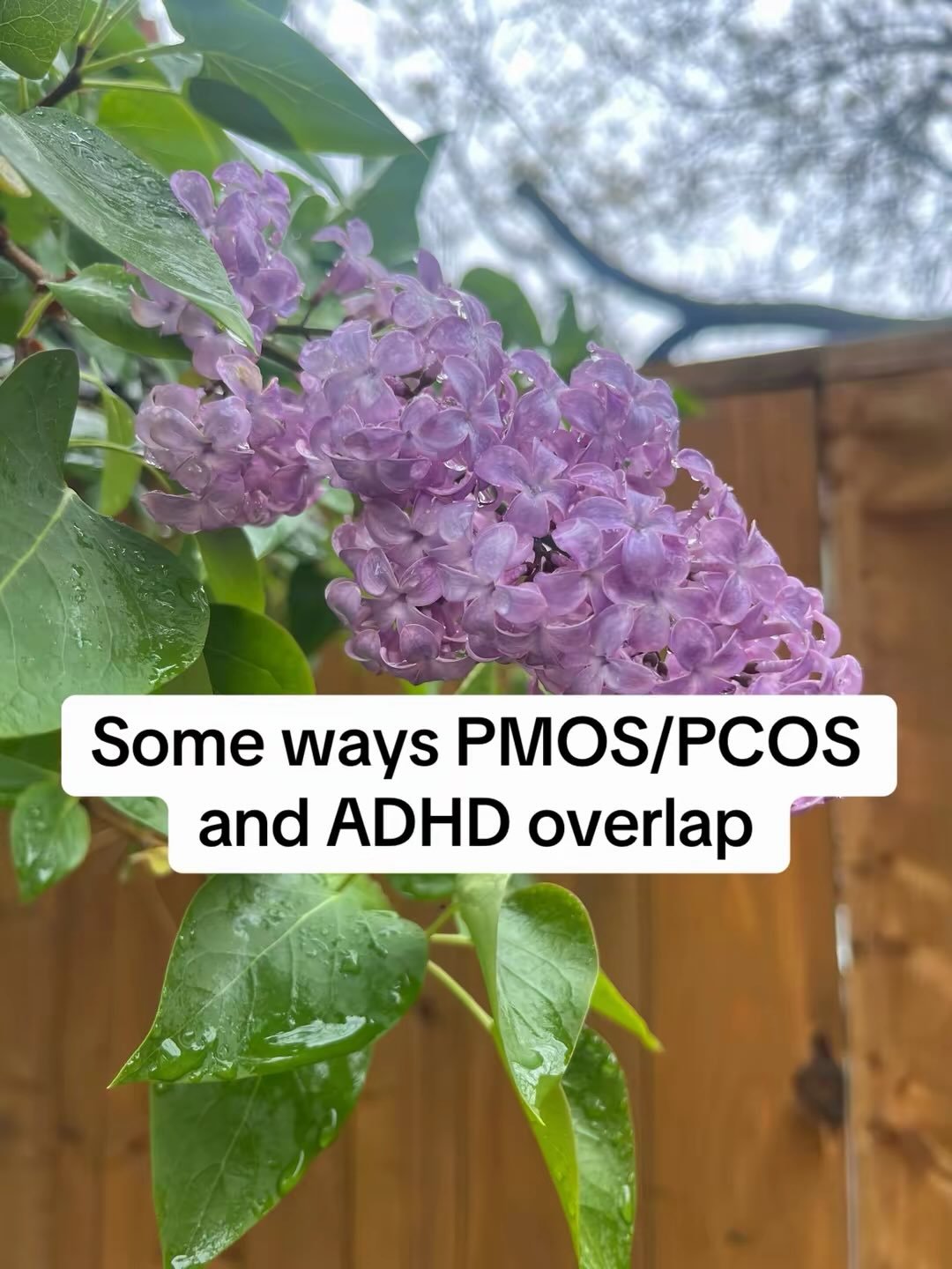 Just a few connections between PMOS (recently renamed from PCOS)and ADHD. So many people suffer from both of these conditions, and there is such an overlap between the two in terms of their relationship with metabolism/blood sugar, hormones, gut heal