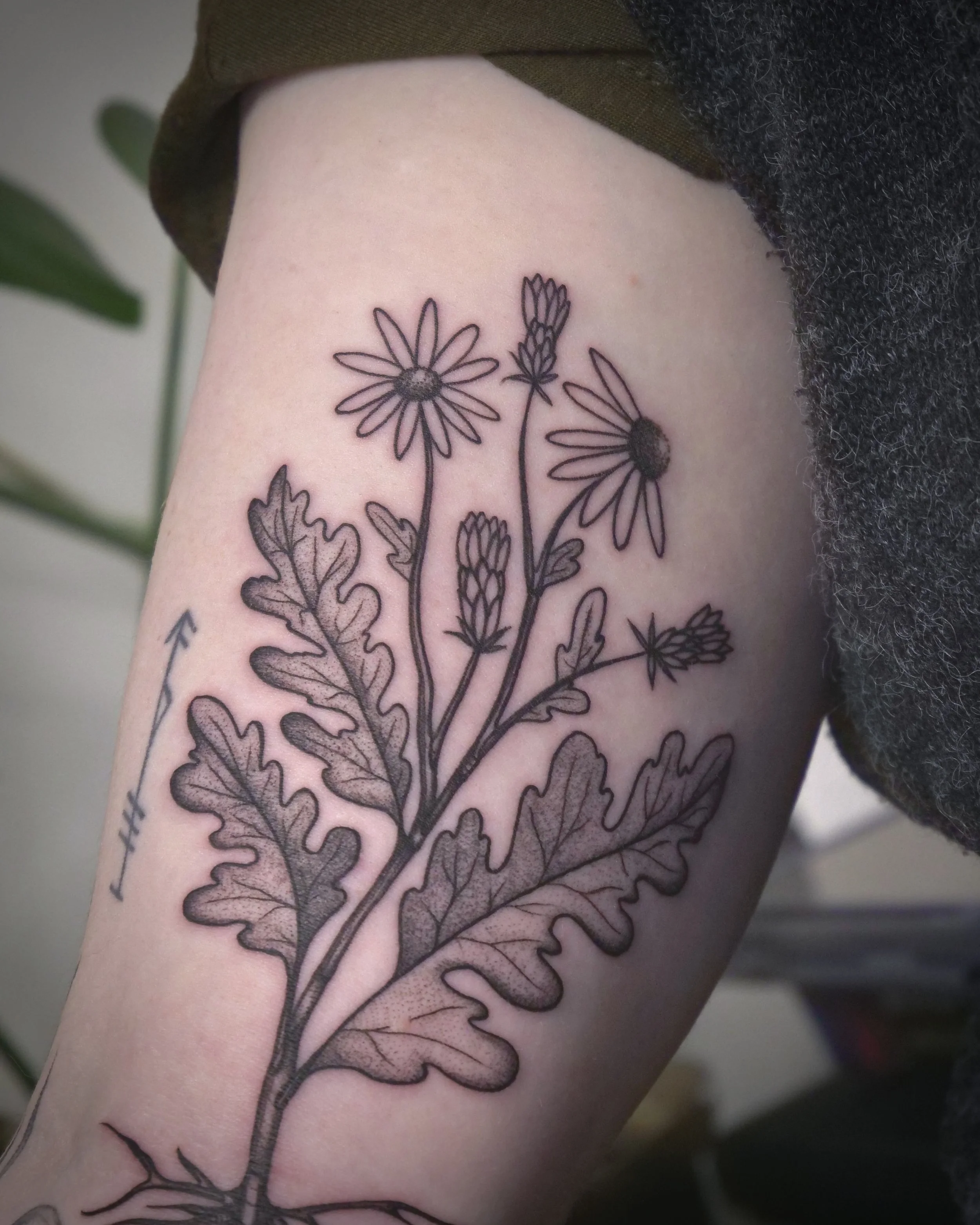 Black outline tattoo of a dandelion plant with flowers and leaves on person's upper arm.