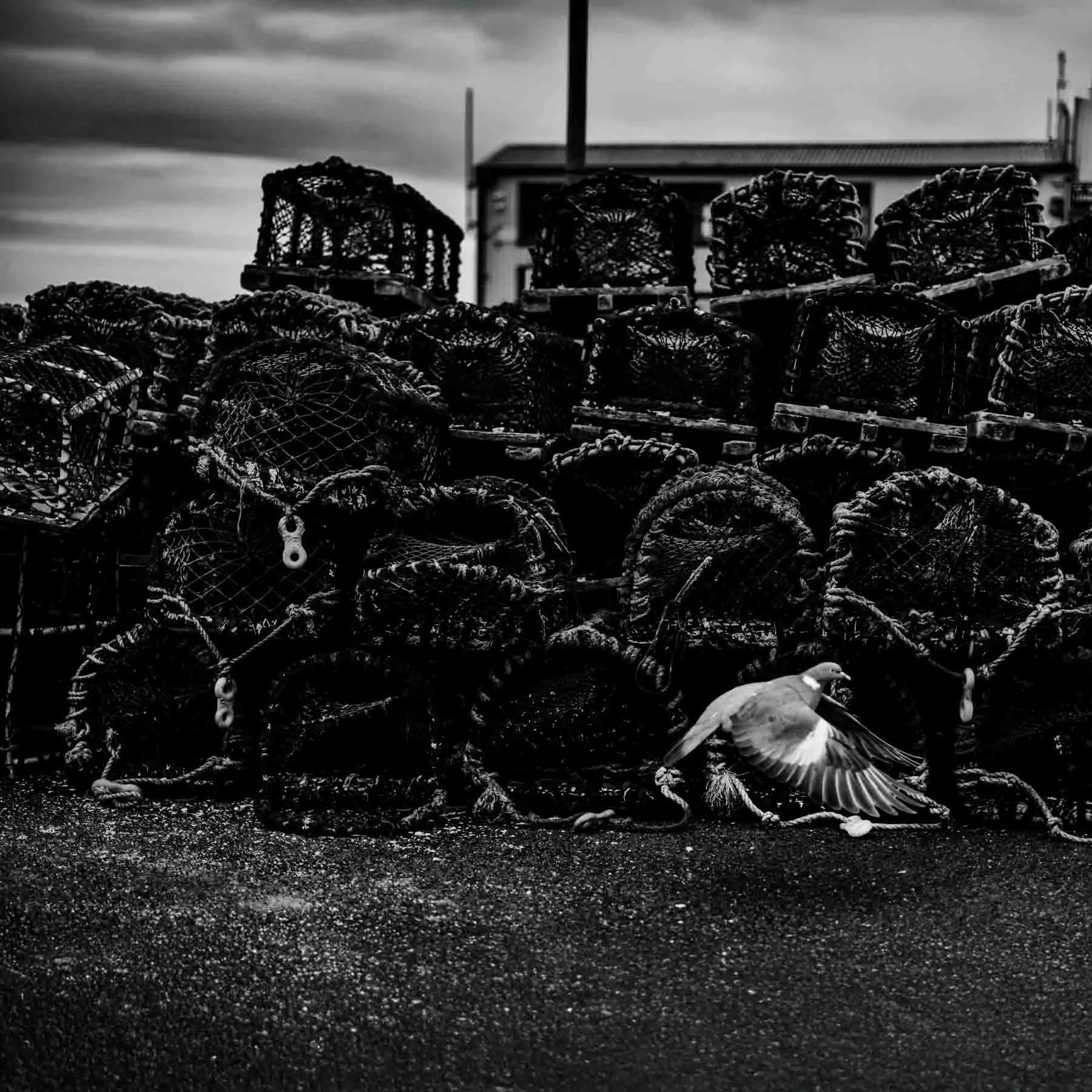 Monochrome square-format image of stacked lobster pots with strong texture contrast, captured mid-movement with a pigeon in flight.
