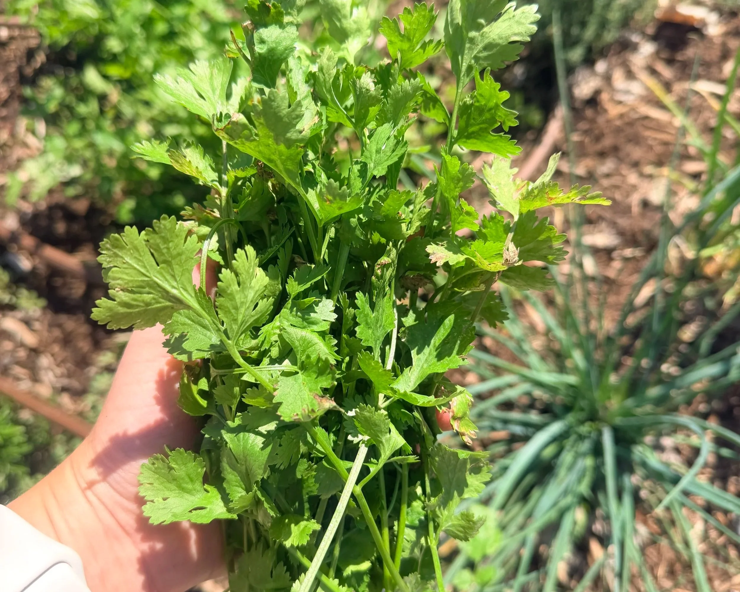 Creamy Dill Sauce 