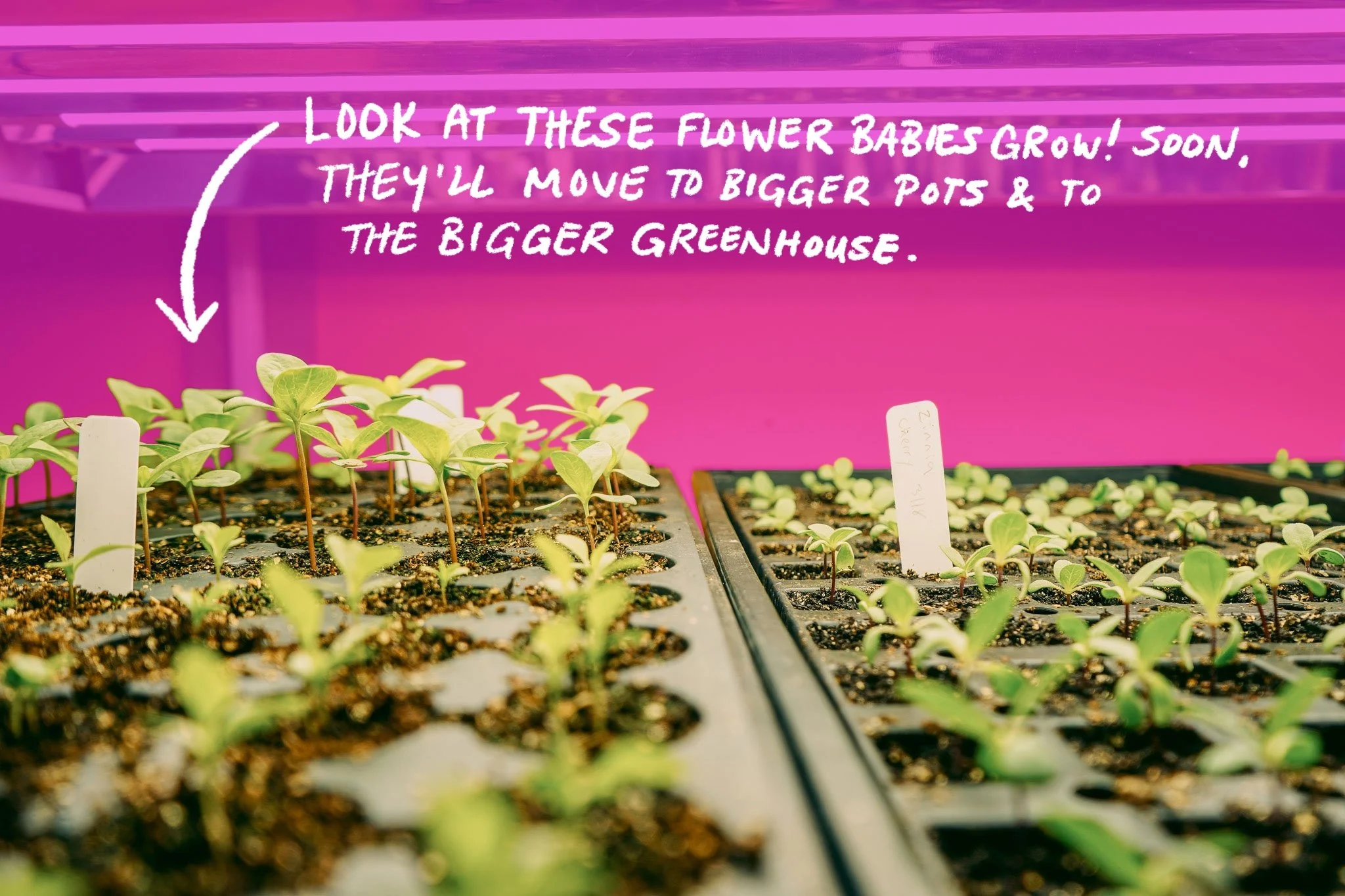 Sprouts reach for the grow lights in the seeding shed. Words atop the image say, "Look at these flower babies grow! Soon, they'll move to bigger pots & to the bigger greenhouse."