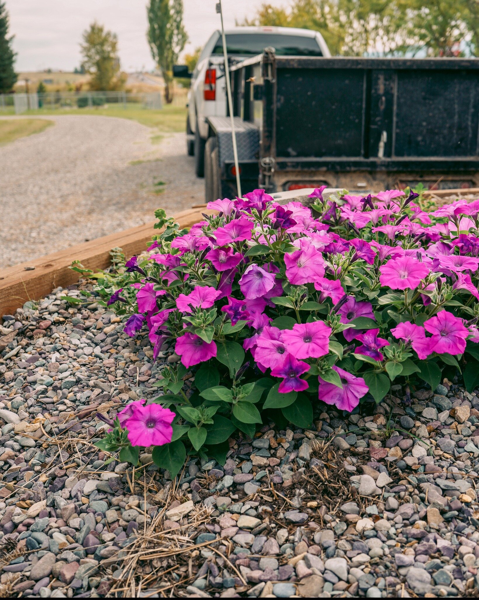 The gardening crew has finished pulling all of the annuals from the grounds and containers. While it's sad to see them go, we are getting organized and ready for next Spring! Winter is just around the corner, so for now we're working to get the park 