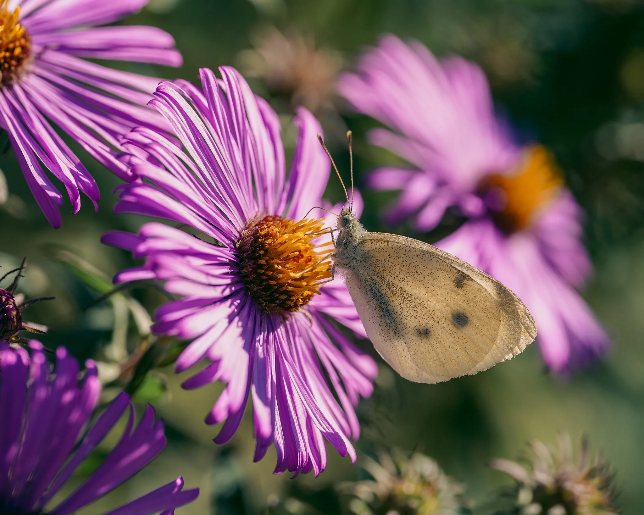 Annnnnd back to the pollinator posts! No worries, more bee bums incoming. But Sarah stumbled across this small white, and since they rarely pose long enough for pictures, she was excited to share it with us! We see them ALL the time, but had yet to c