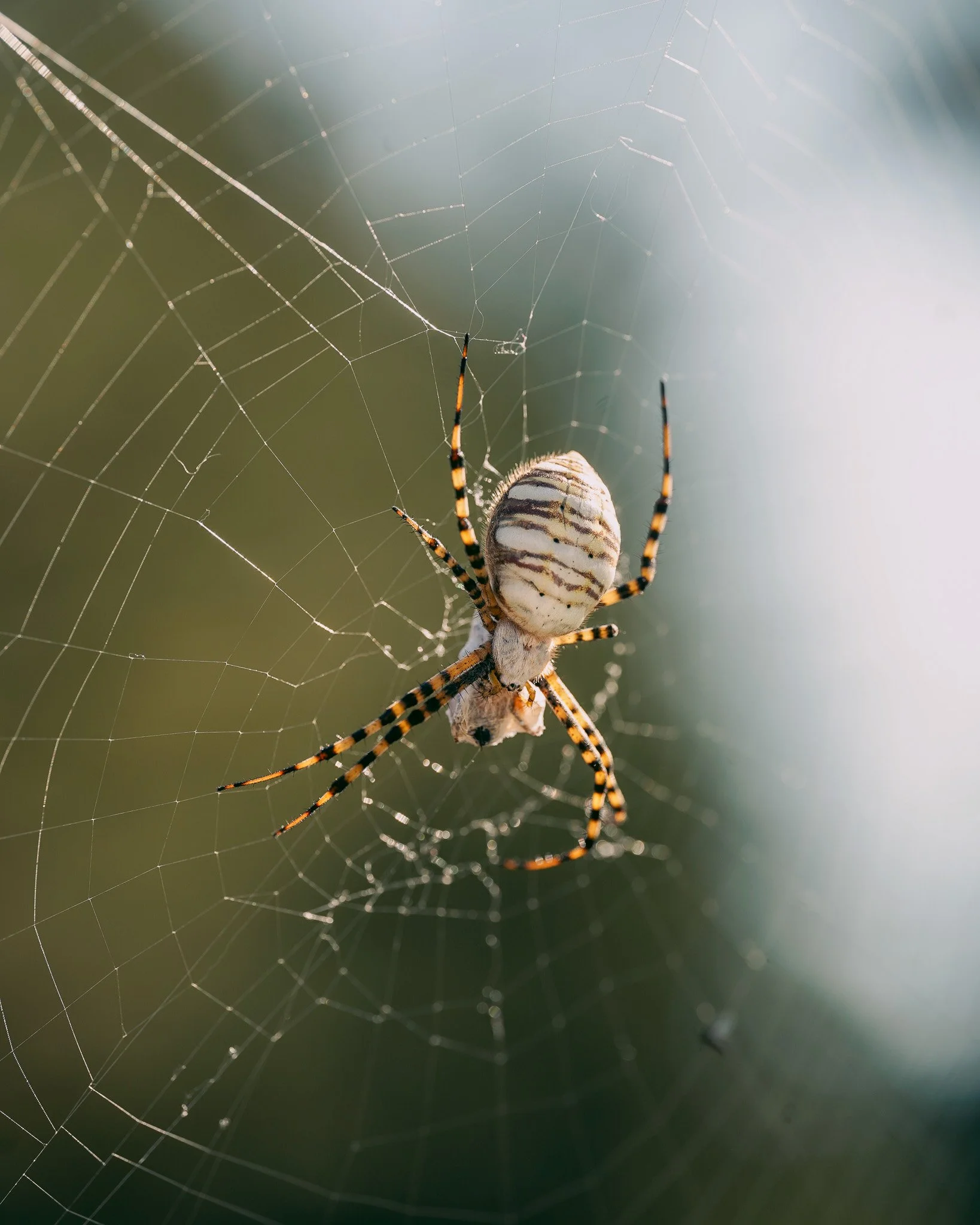 I would say trigger warning, but these platforms tend to not care about triggers. However, SPIDER ahead! This is a large Banded Garden Spider; they are pretty common here. We've seen a few this season hiding out in the gardens, but this one is stunni