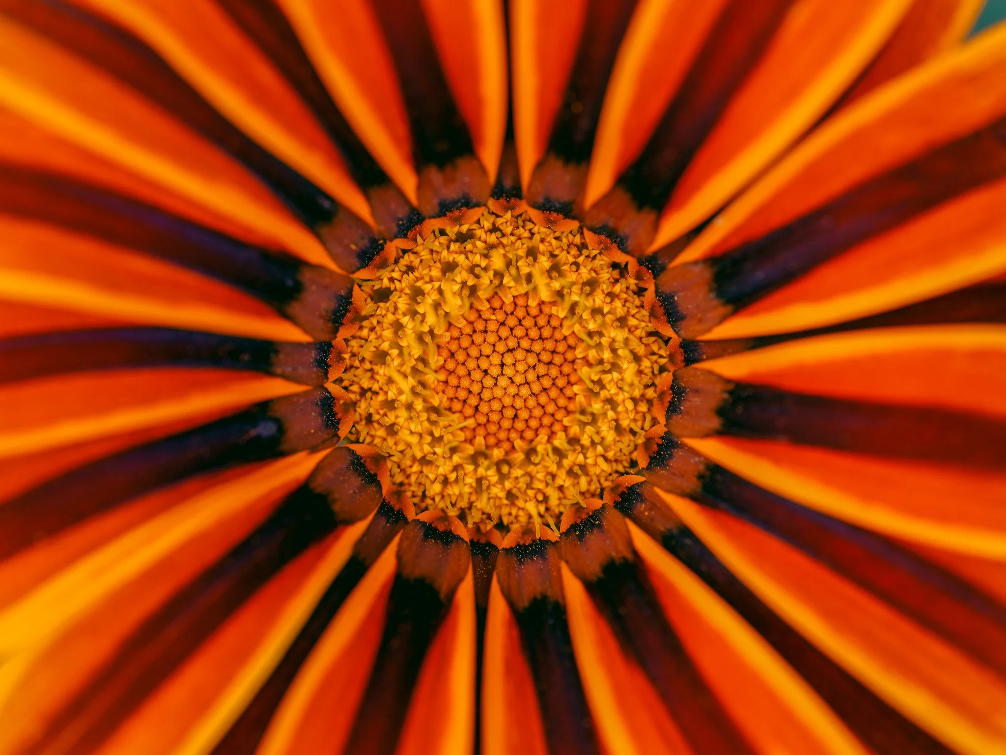 Now we're posting Jen's obsession... geometry in nature for the win! By the way, this is a Gazania. Several are still blooming in the park! It's a favorite for sure!

📷: @trekkablestudios 

#lifeatjimandmarys #gardensatjimandmarys #missoulamontana #