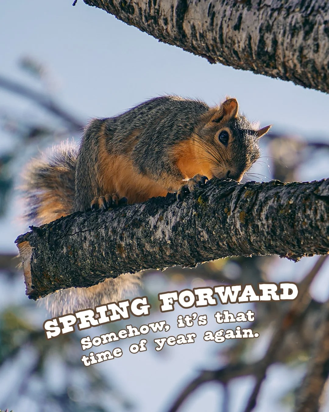Something squirrely is going on! Somehow, we're in March of 2026 and it's time reset our clocks once again. Good luck with Daylight Savings Time, friends. We are not ready.

In other news, the winter has been extremely mild, and our squirrels are sup