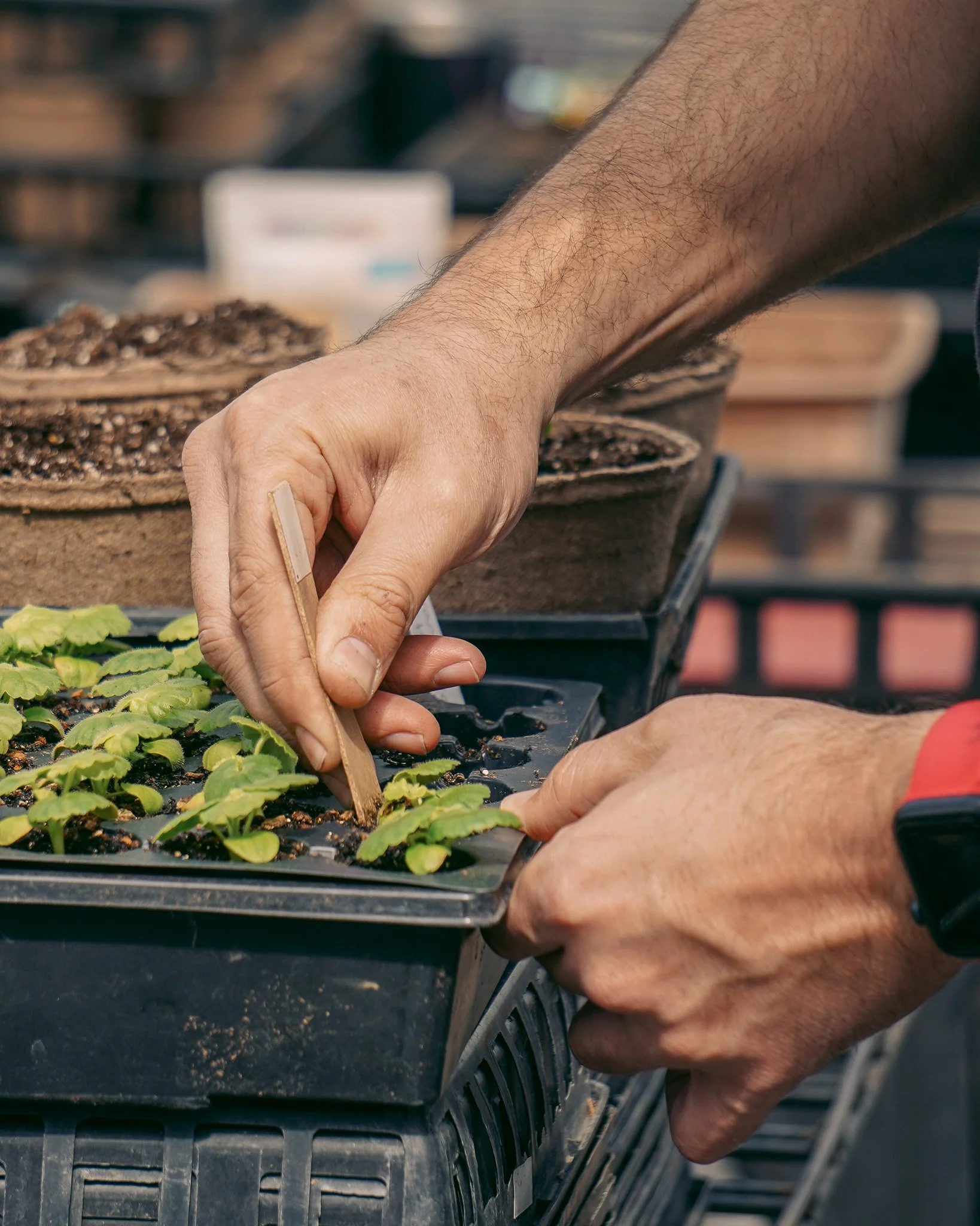 I don't know how it's this time of year already, but our gardeners are hard at work in the greenhouses. While our little seedlings won't be ready for their big debut quite yet, we are seeing some adorable sprouts pop up!

#lifeatjimandmarys #gardensa