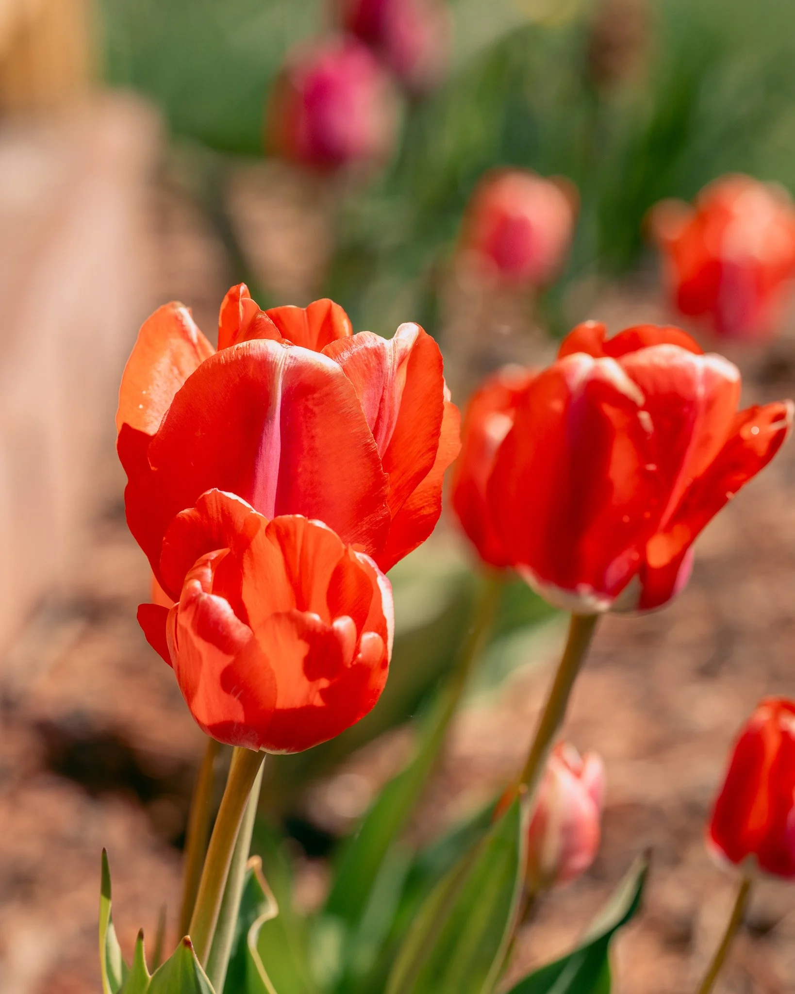 Pops of color are appearing around the park! (And pollinators... trigger warning, swipe for a close up of a teeny tiny, itty bitty spider hanging out on these tulips). Today feels great out; people, animals, bugs &amp; arachnids all agree! 🌷🕷️

📷:
