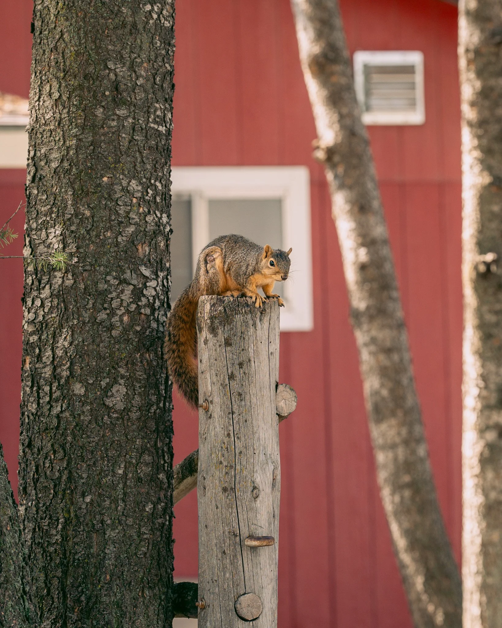 Judy's gonna LOVE this. Guess who else is out and about?? SQUIRRELS. Sarah is ecstatic, obviously. 

📷: @trekkablestudios 

#squirrelsarefriends #missoulamontana #rvparklife #lifeatjimandmarys #squirrelsofjimandmarys