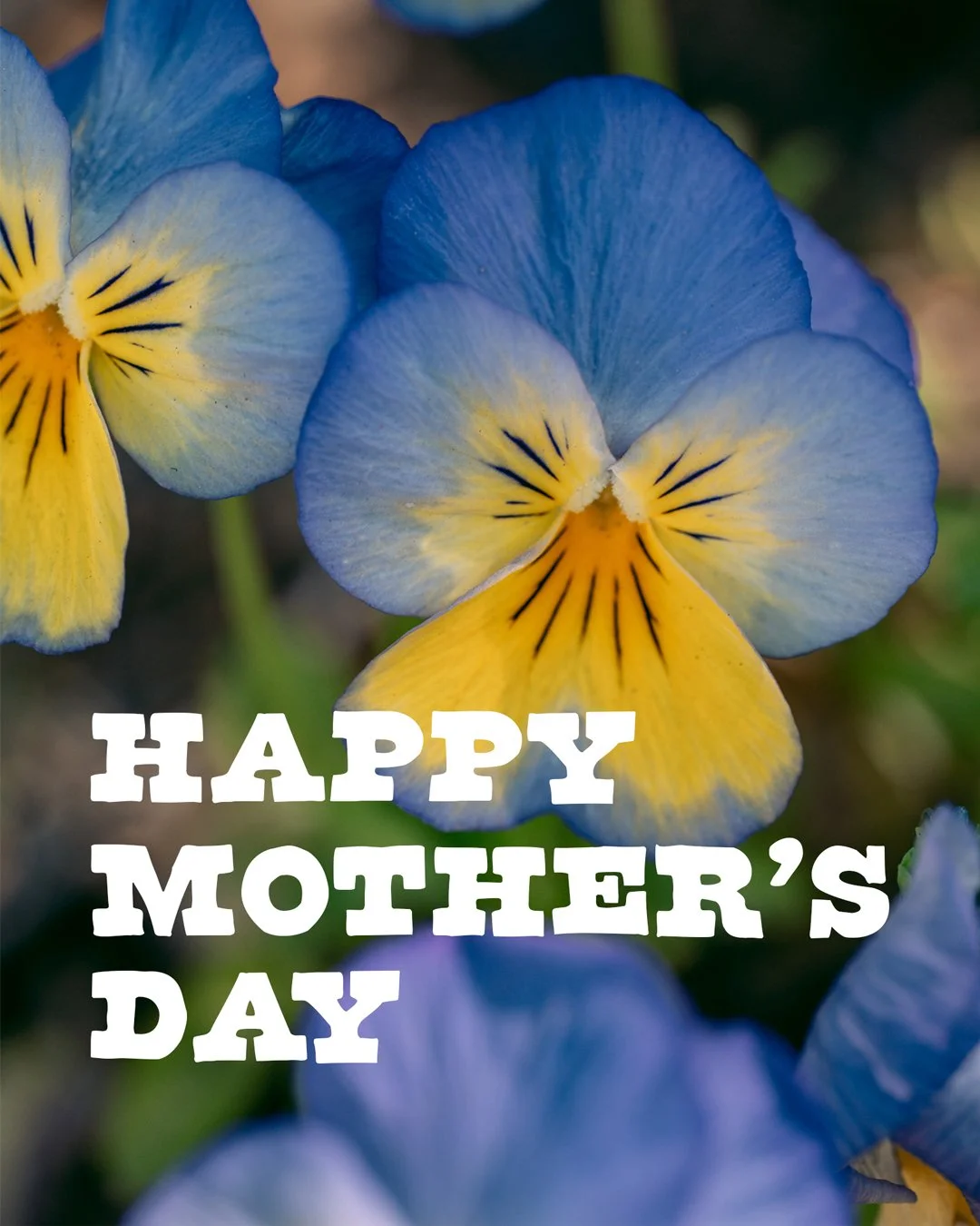 Happy Mother's Day to friends, family, guests and everyone in between. We have so many moms on staff. Kid moms, cat moms, dog moms, plant moms. Grandmas and even Great-Grandmas! Honestly, we couldn't do any of this without all of them. Thank you moms
