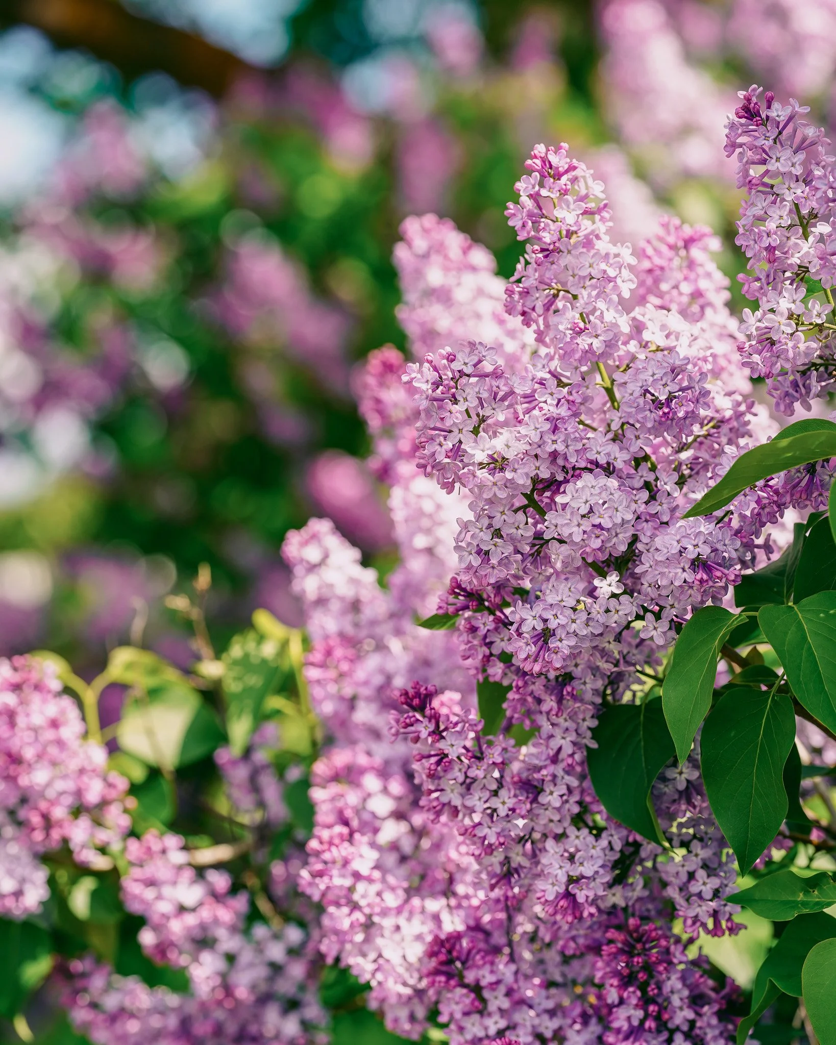 It's LILAC season y'all! The blooms, the colors, the SMELL. Who else is excited?? 

📷: @trekkablestudios