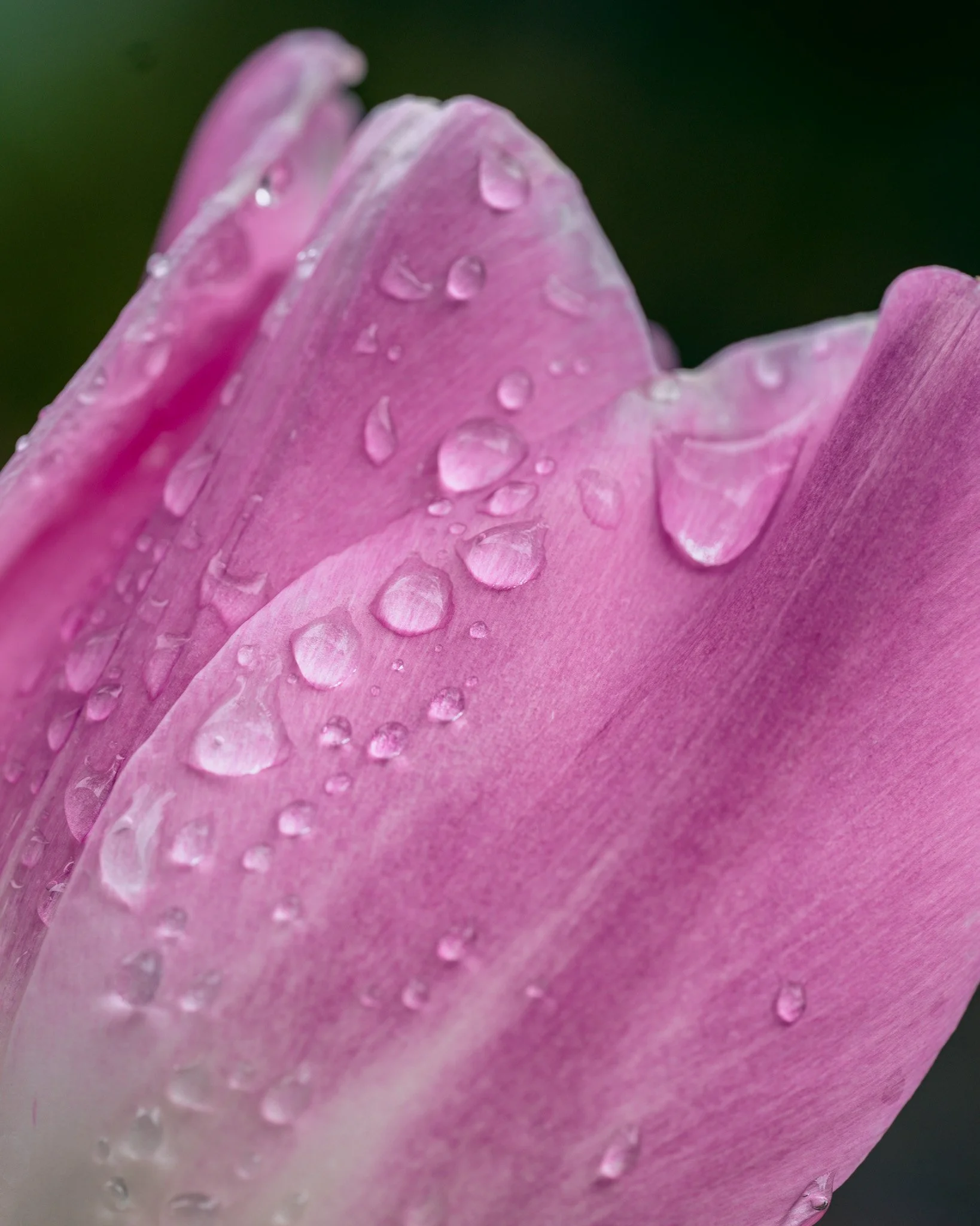 It's been a bit rainy today, but we had a couple of minutes of sun earlier! Is anyone else obsessed with raindrops hanging onto plants?? Something about it just feels so magical. Although, we are ready for some warmer weather around here!

#lifeatjim