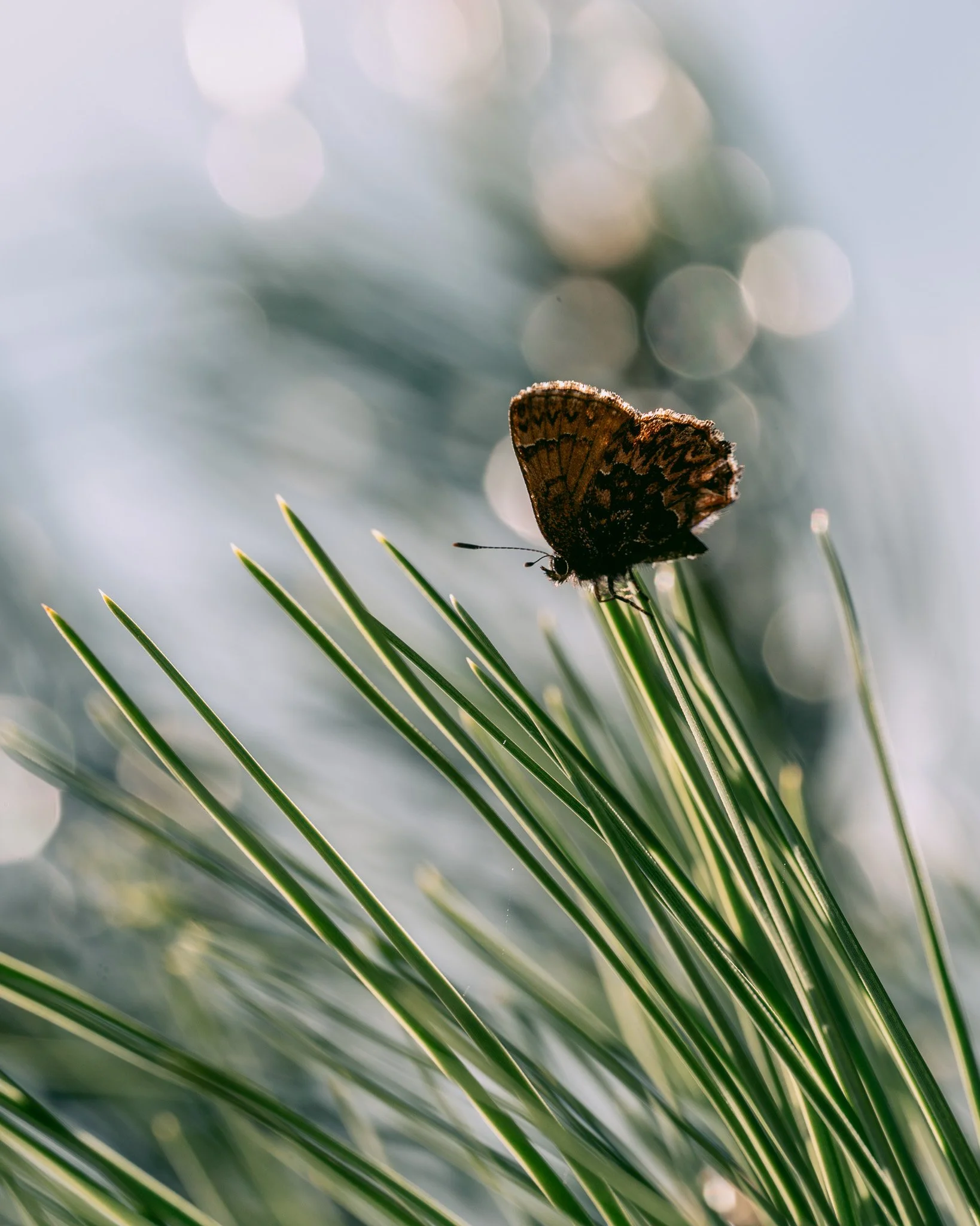 We're seeing more and more pollinators out and about as we move further into Spring. The cold spell we had recently slowed everyone down, perennials (and some of us staff included) included! We're ready to bask in the sunshine!

I'm sure you've seen 