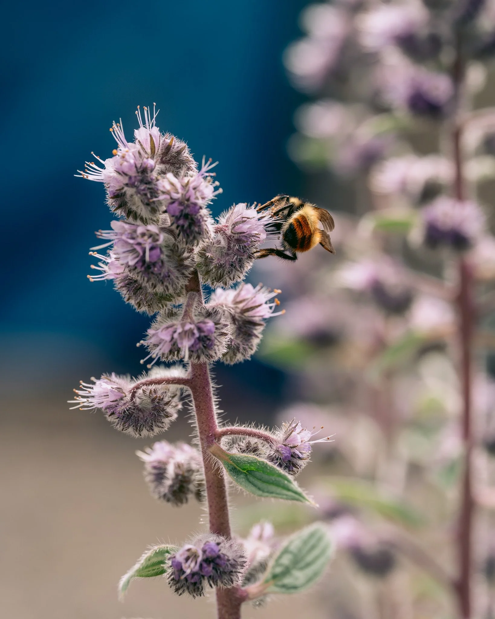 Everyone stop what you're doing! Sarah has captured the FIRST BEE BUM of 2026! That is all. 😂🐝

📷: @trekkablestudios