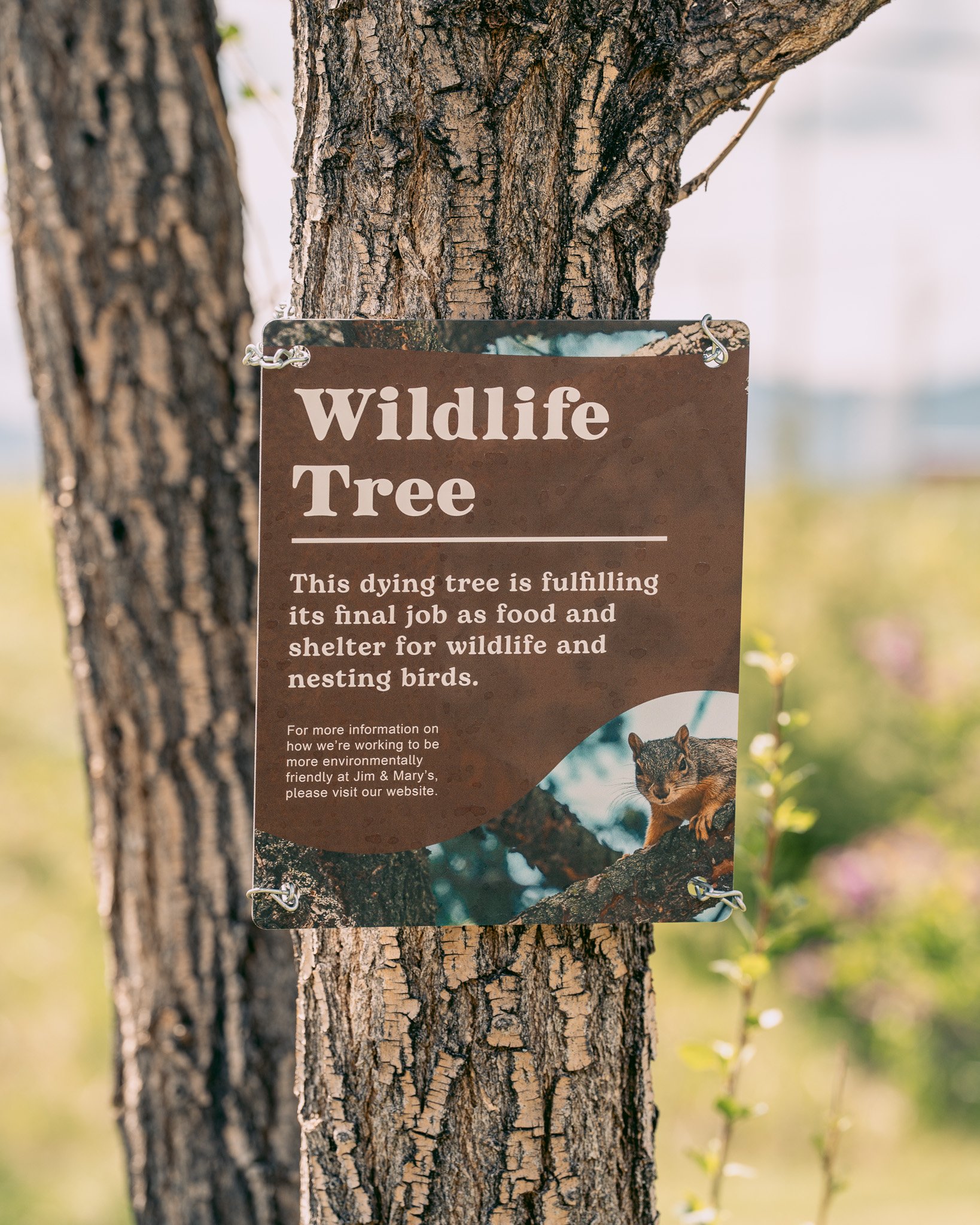 Just a quick reminder that we're super wildlife friendly over here. Megan, our gardening manager (and master gardener) specializes in native habitats. One way we try to support our own native habitat is by allowing nature to run it's course as much a