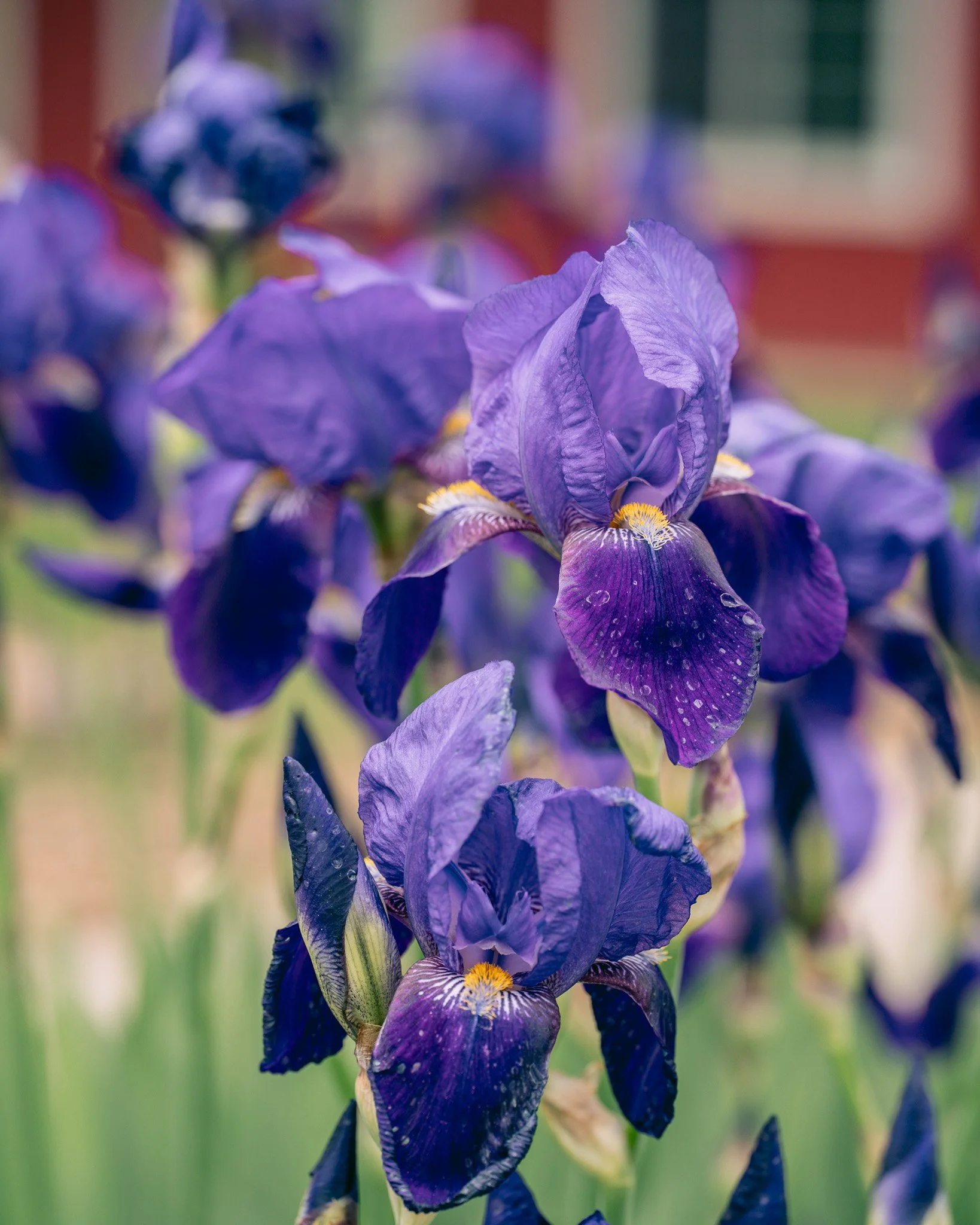 Irises are so DRAMATIC. The blooms, the colors, the very short amount of time you get to see them in bloom before they decide the end has come. Anywhoo, we love them.

#lifeatjimandmarys #gardensatjimandmarys #greenthumbs #rvparklife #irisesinbloom