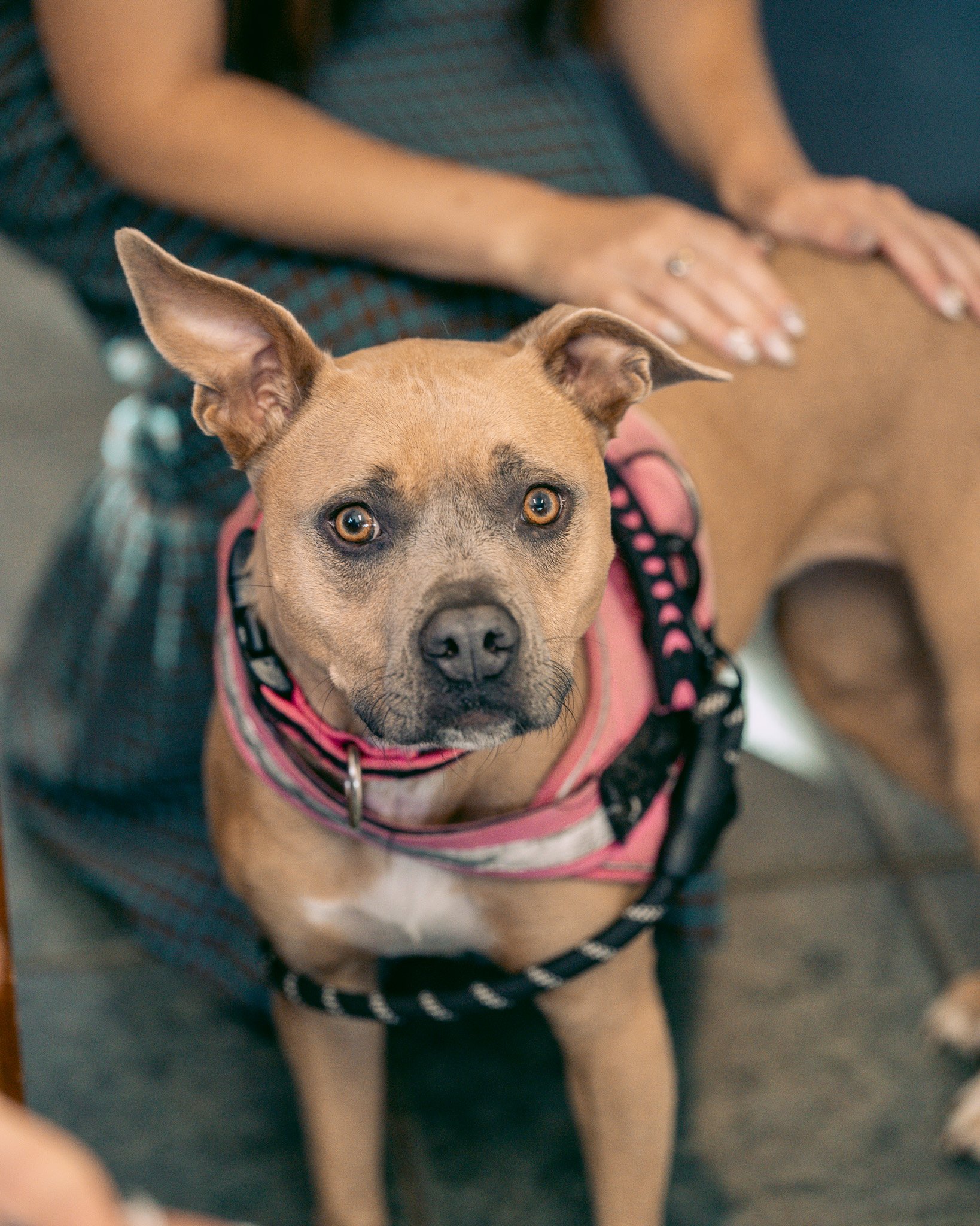 We had the most adorable visitor this week! I know, we say that about all the pets... but LOOK at her whittle face!! Needless to say, we instantly fell in love with this super sweet little rescue named "Puppy". She 4 years old and just want