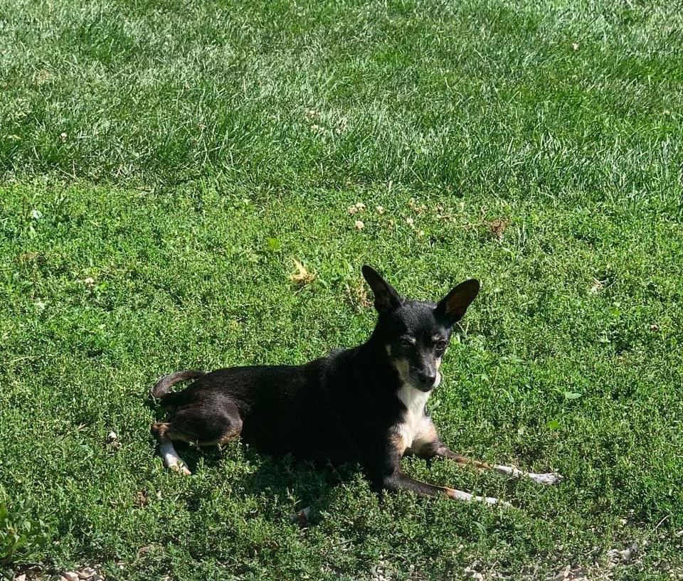 Our Residents — Stardust Animal Sanctuary
