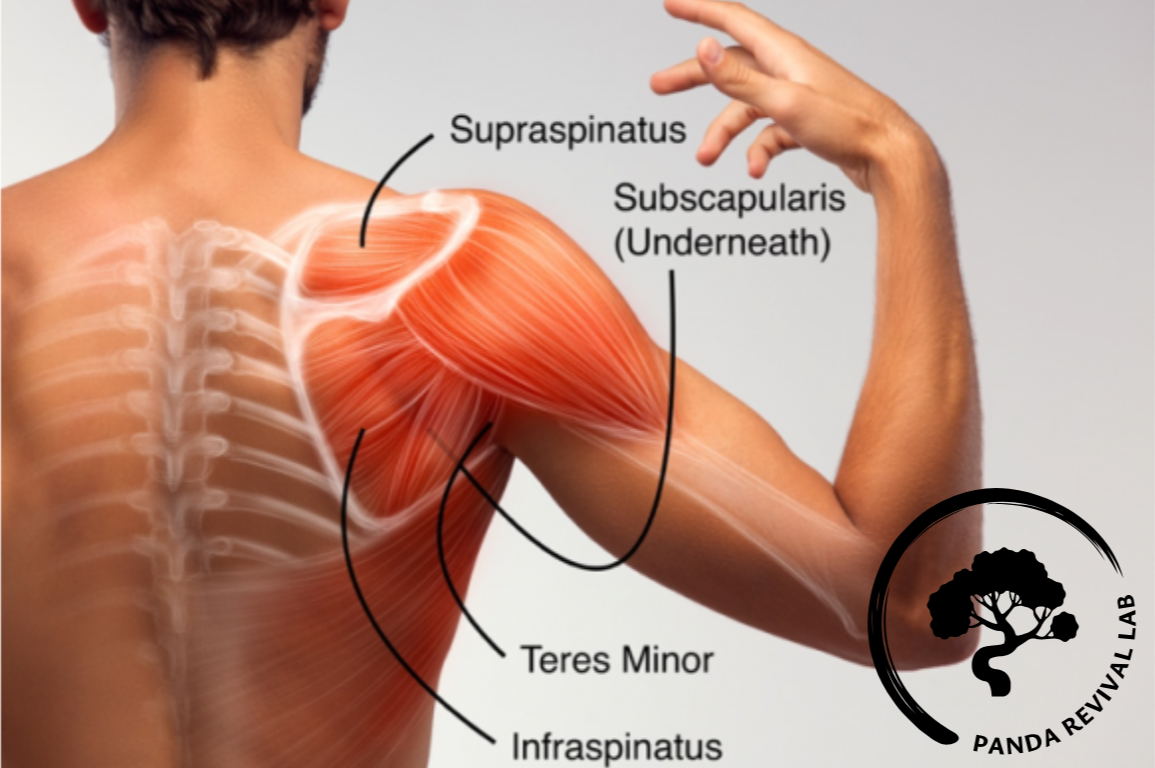 Rotator Cuff Pain? Here’s What You need to know About Getting Your Strength Back