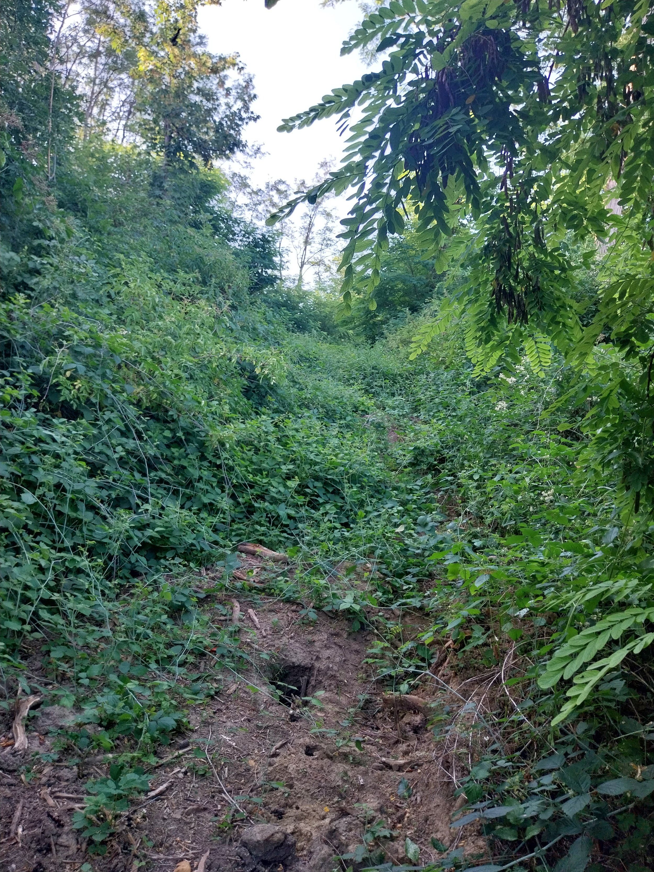 20230706_190612.jpg