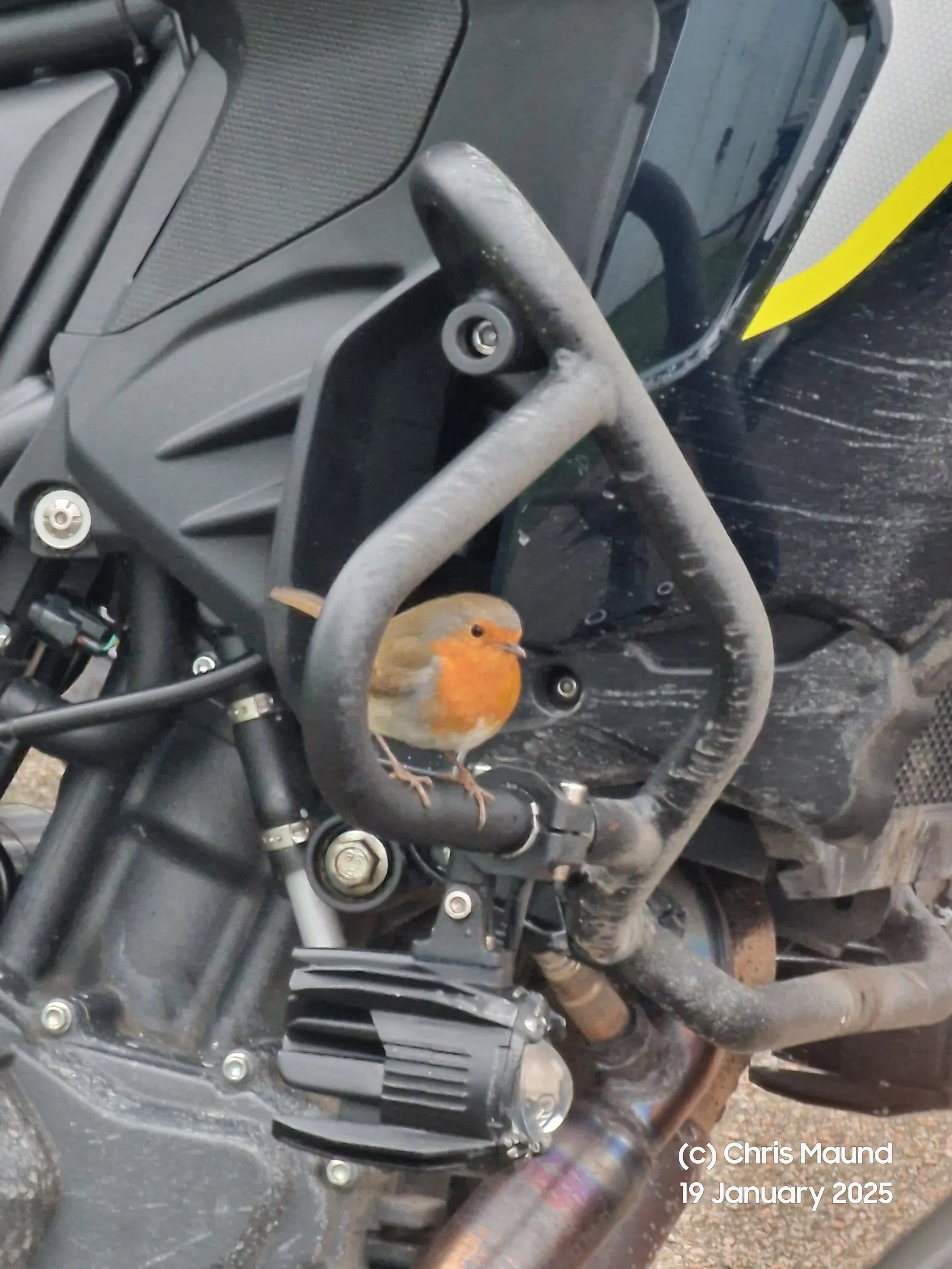 A Bird for a Pillion!