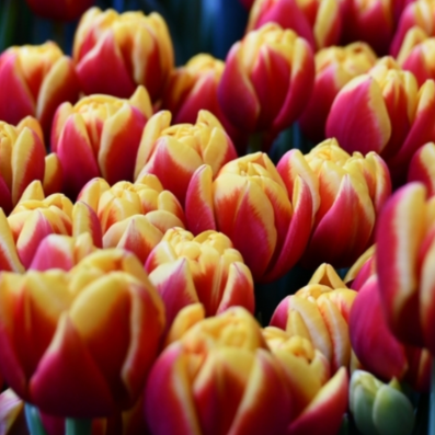 shell tulip.png