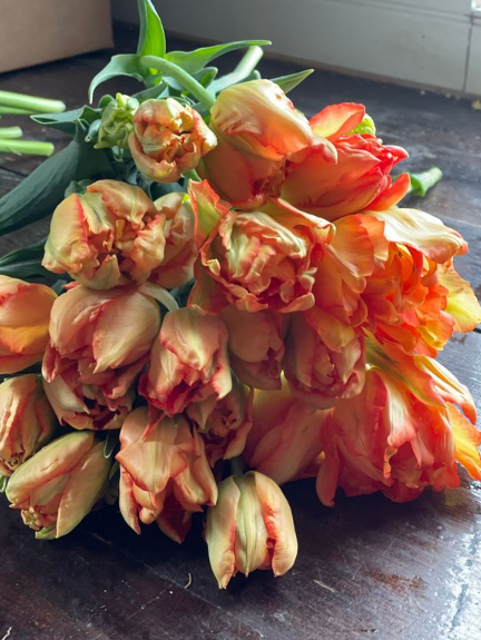 monte orange tulip.png