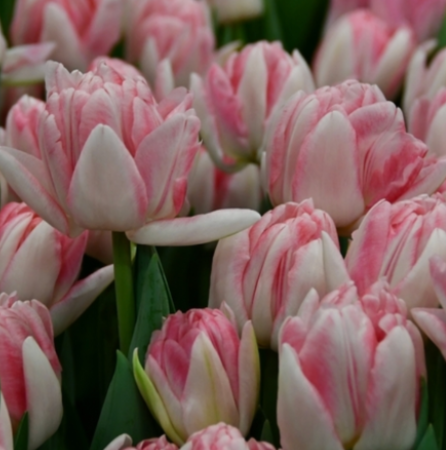 foxtrot tulip.png