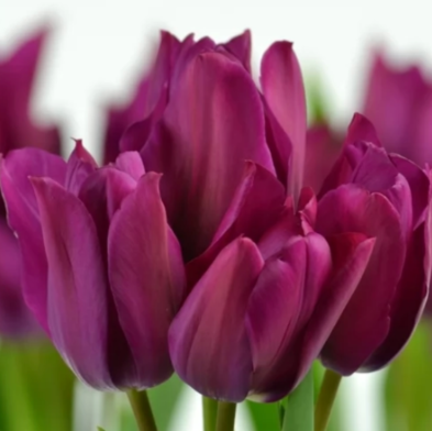 night club tulip.png